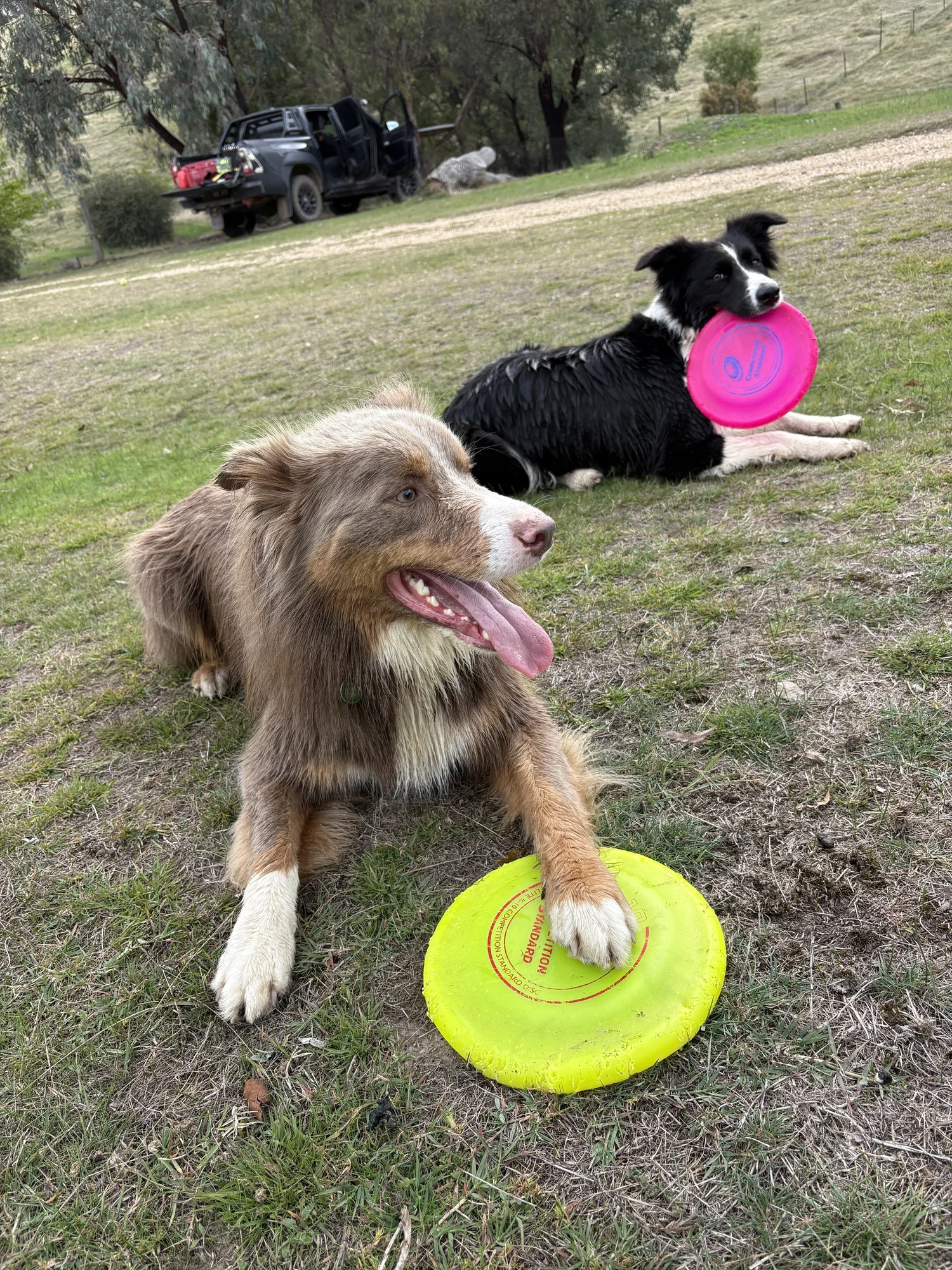 Two Border Collies resting with pink and yellow Collie Discs