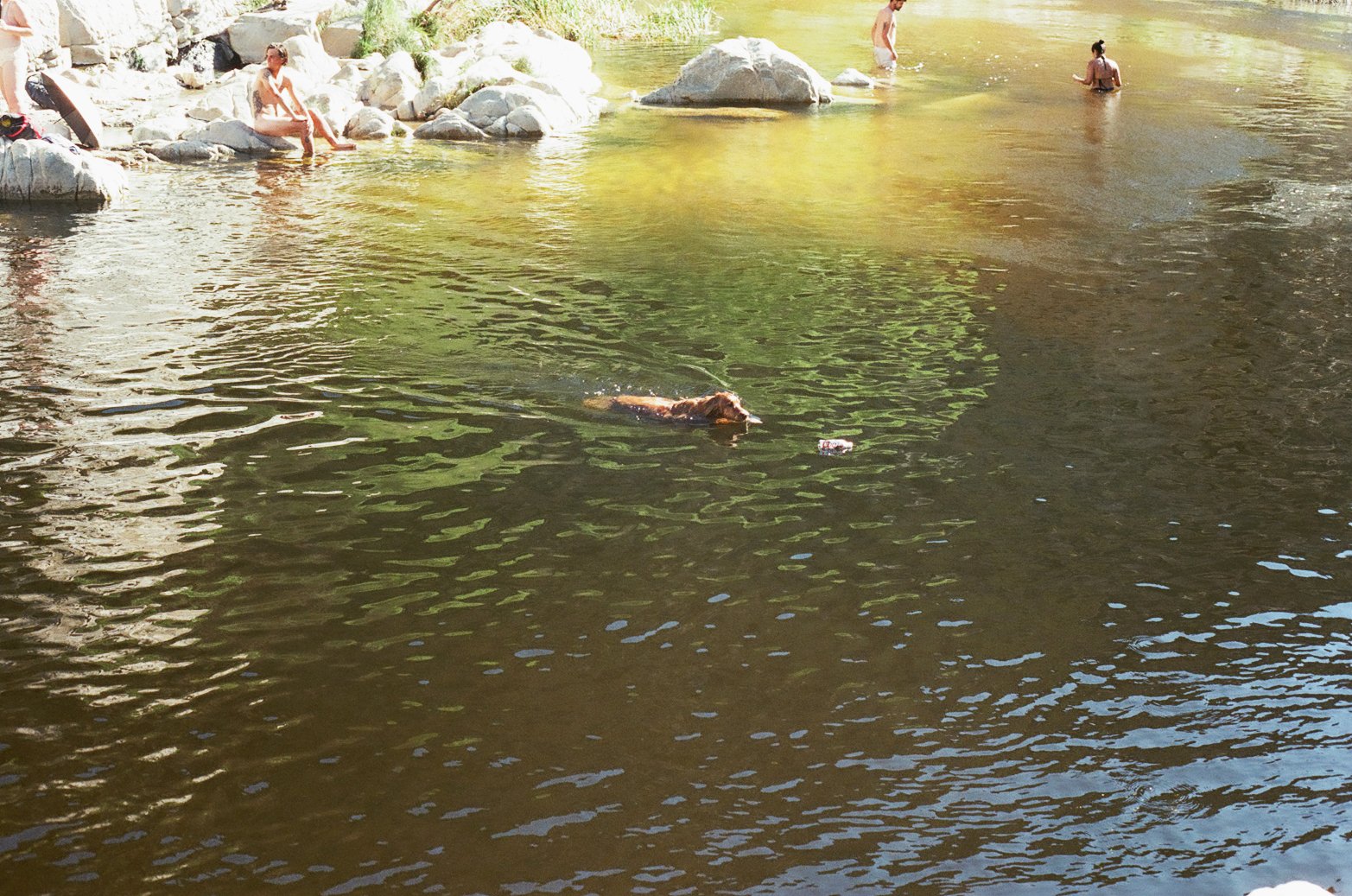 4.24.20 dog in creek.jpg