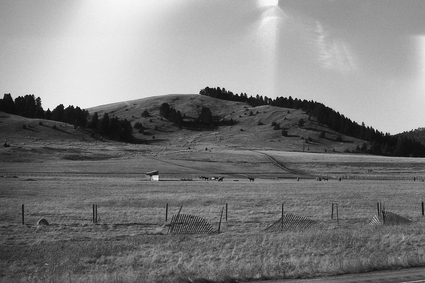 2_6_26 - Gallatin Rd. Horses.jpg