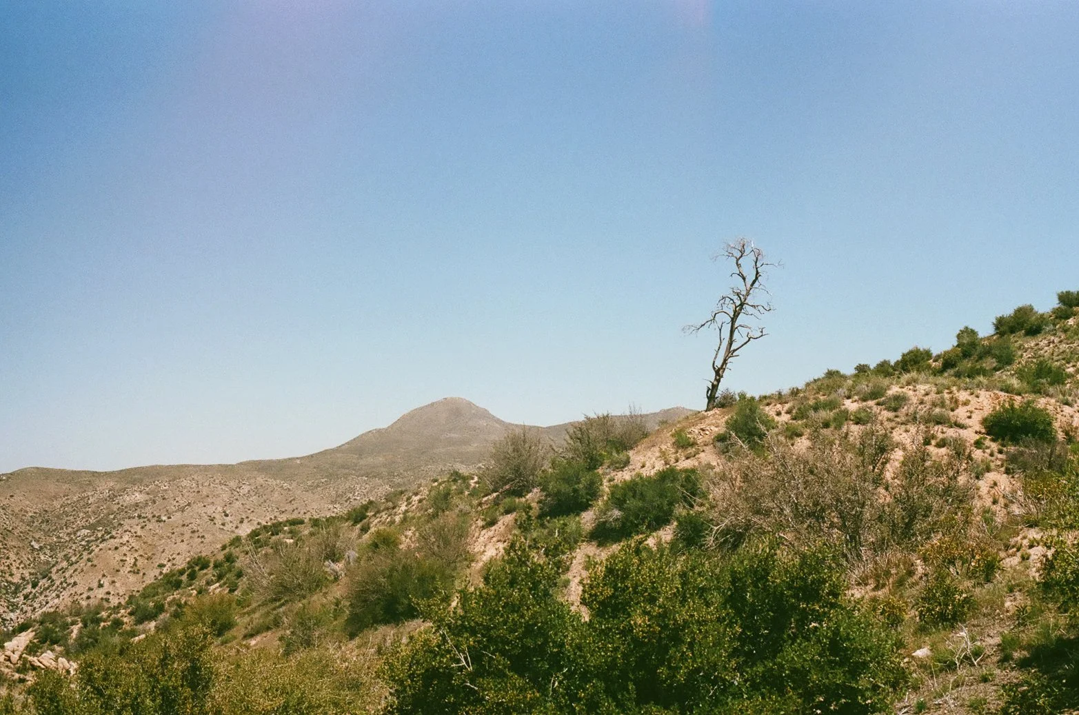 4.24.20 last tree.jpg