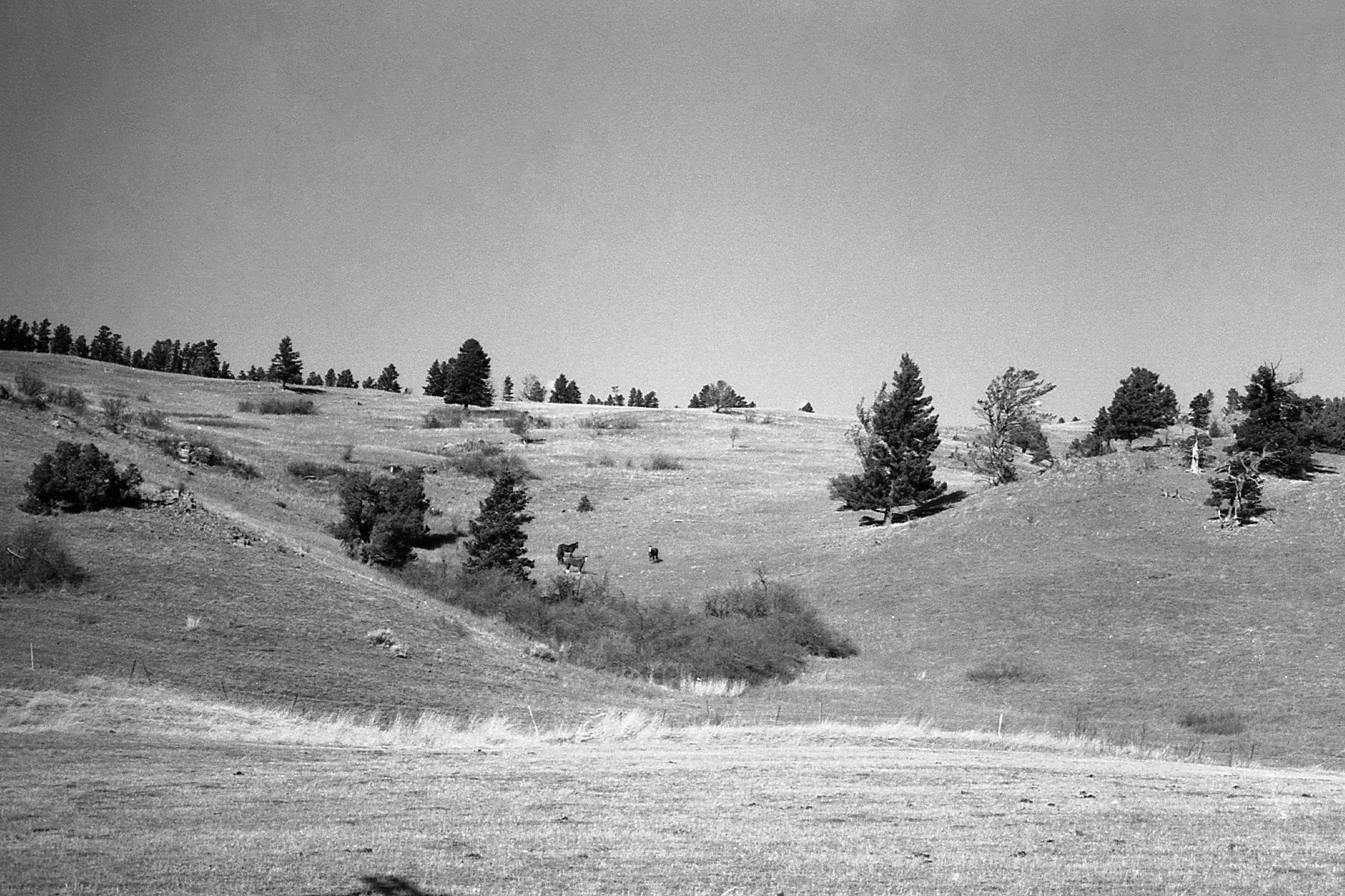 2_7_26 - Horses - Bridger Meadows, MT.jpg