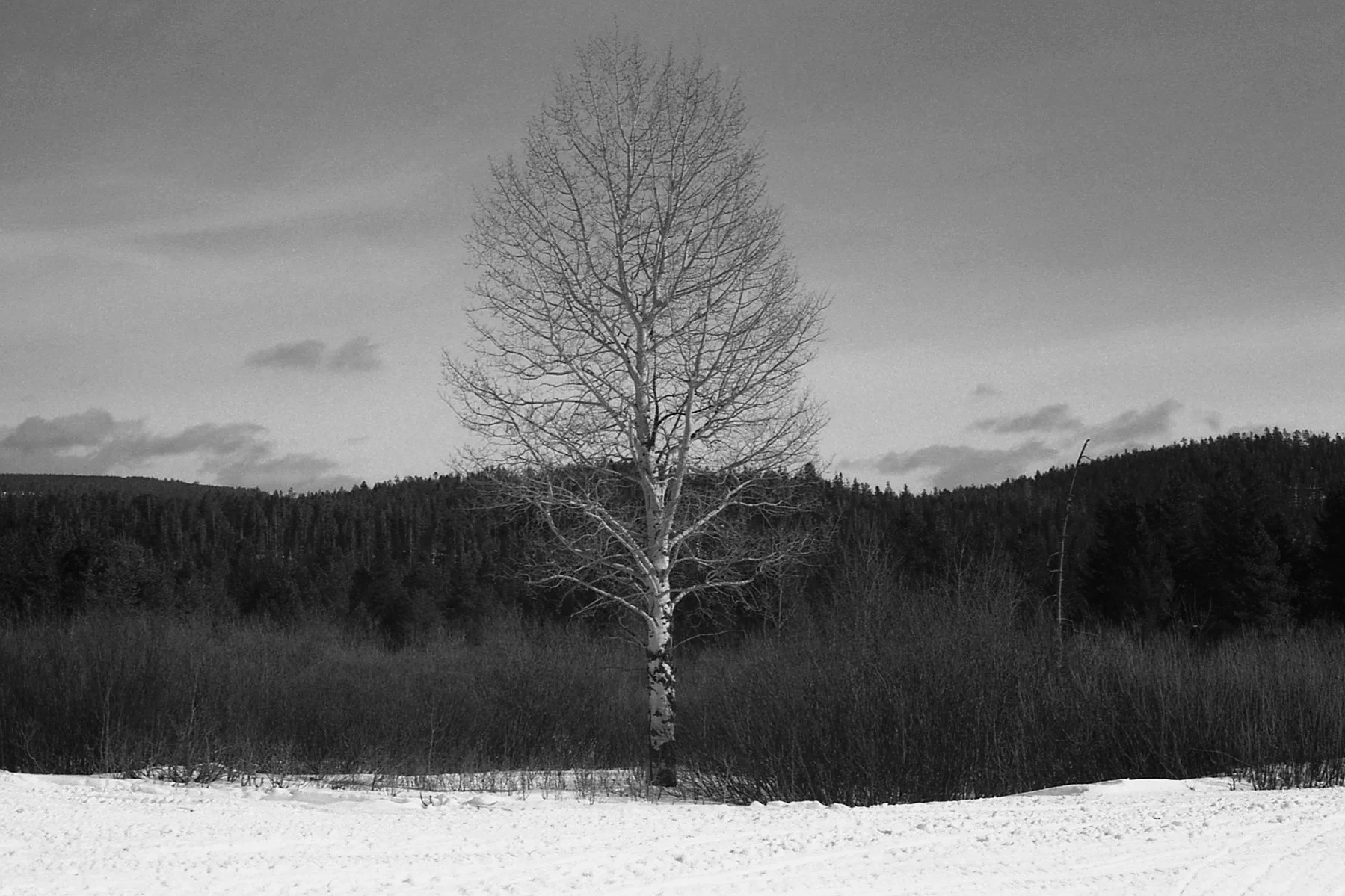 2_3_26 - Tree - Thirsty Creek, ID.jpg