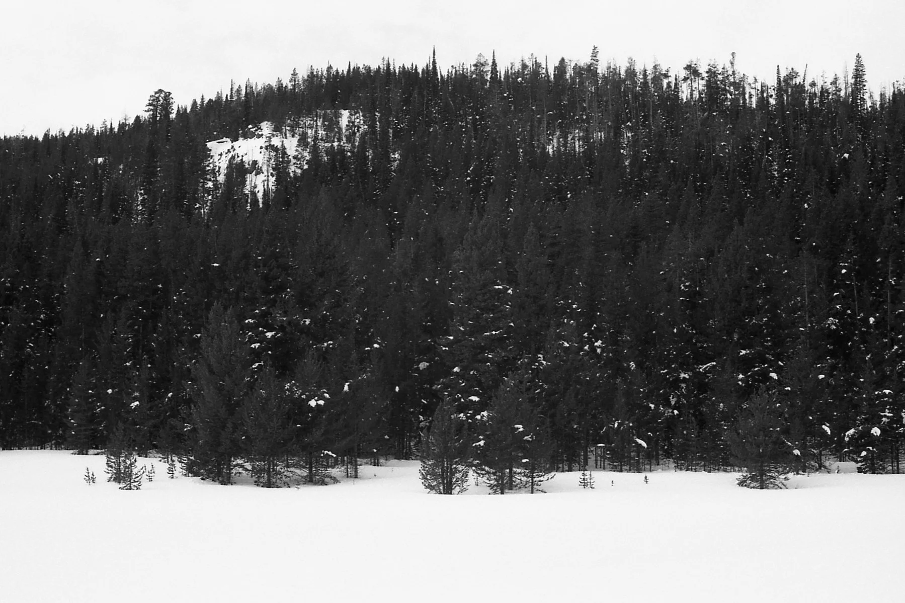 2_4_26 - Montana Trees.jpg