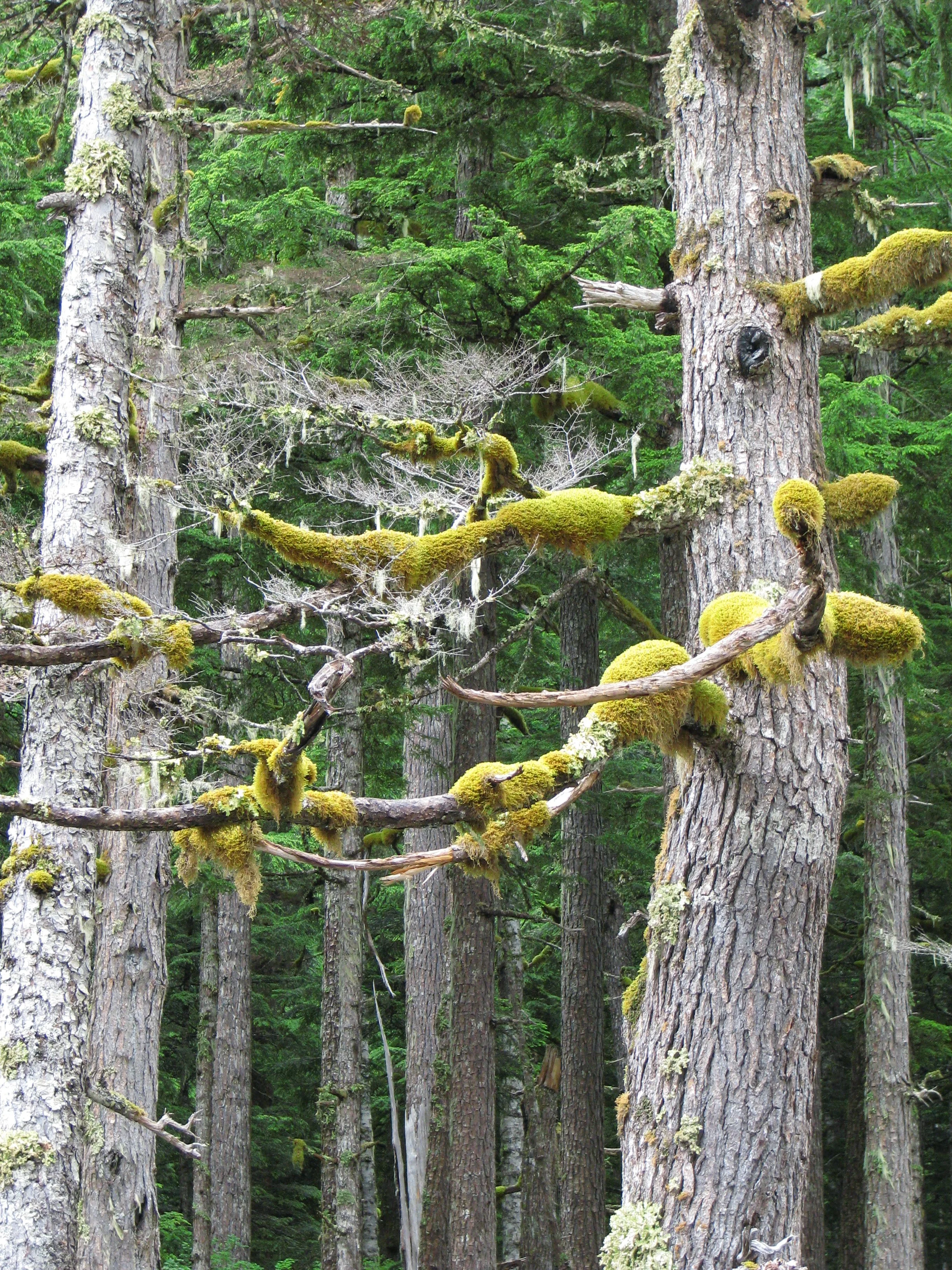 Forest scene with trees covered in green moss and lichen