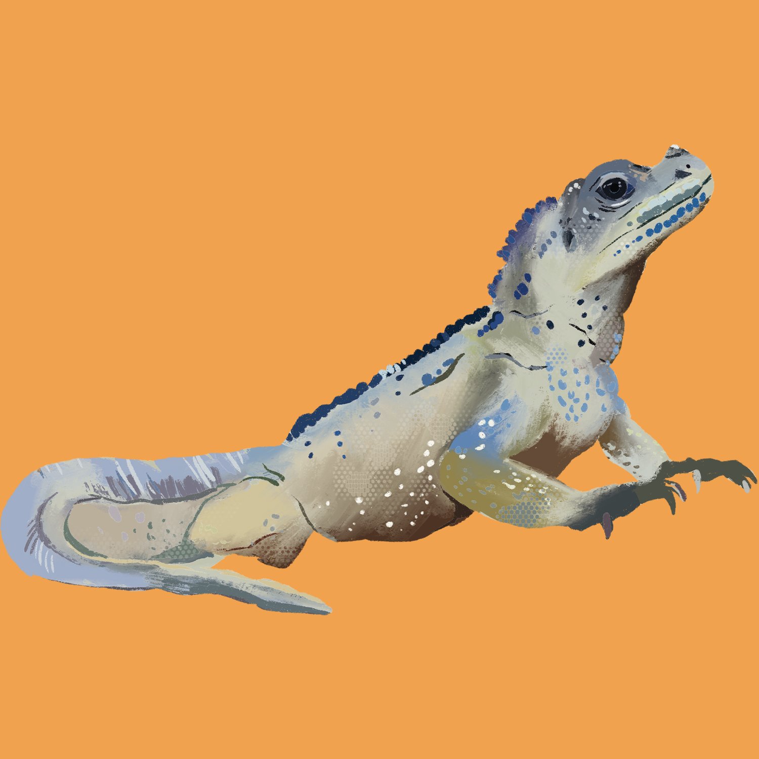 lizard.jpg