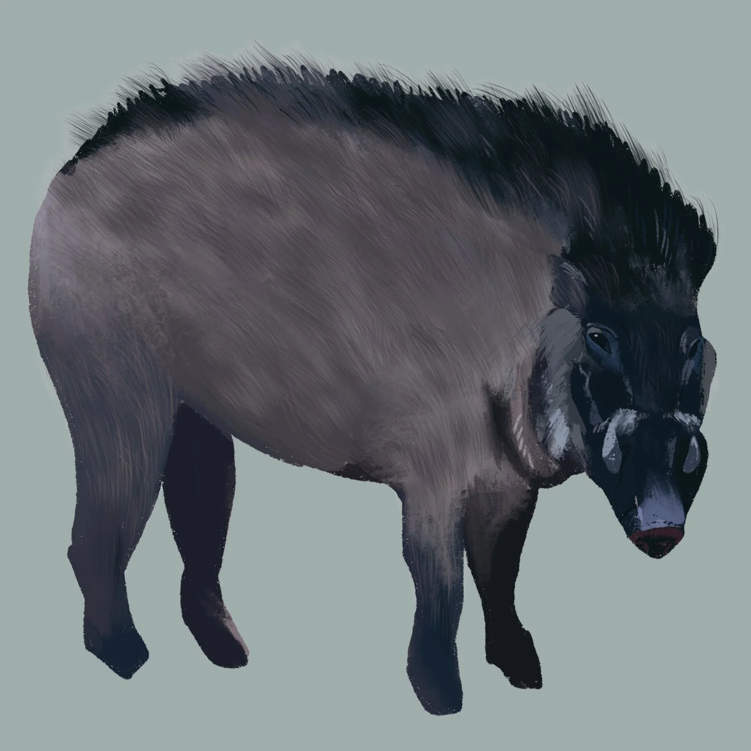 pig.jpg