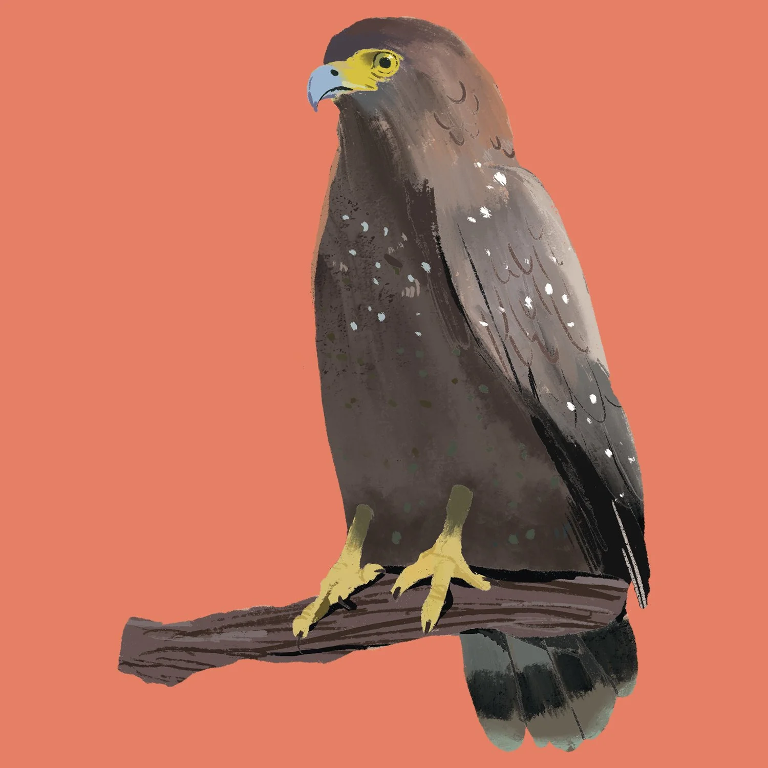 eagle.jpg