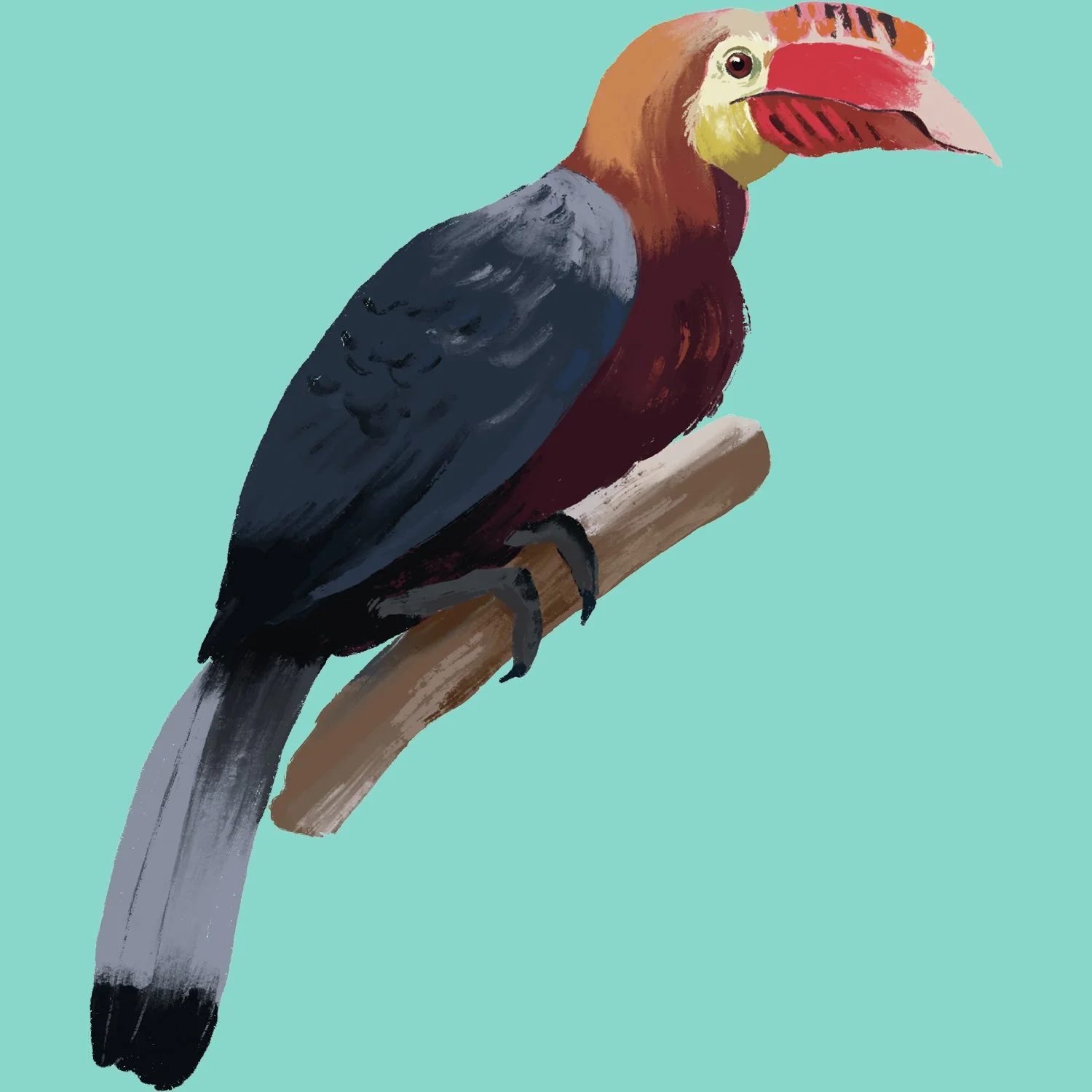 hornbill1.jpg