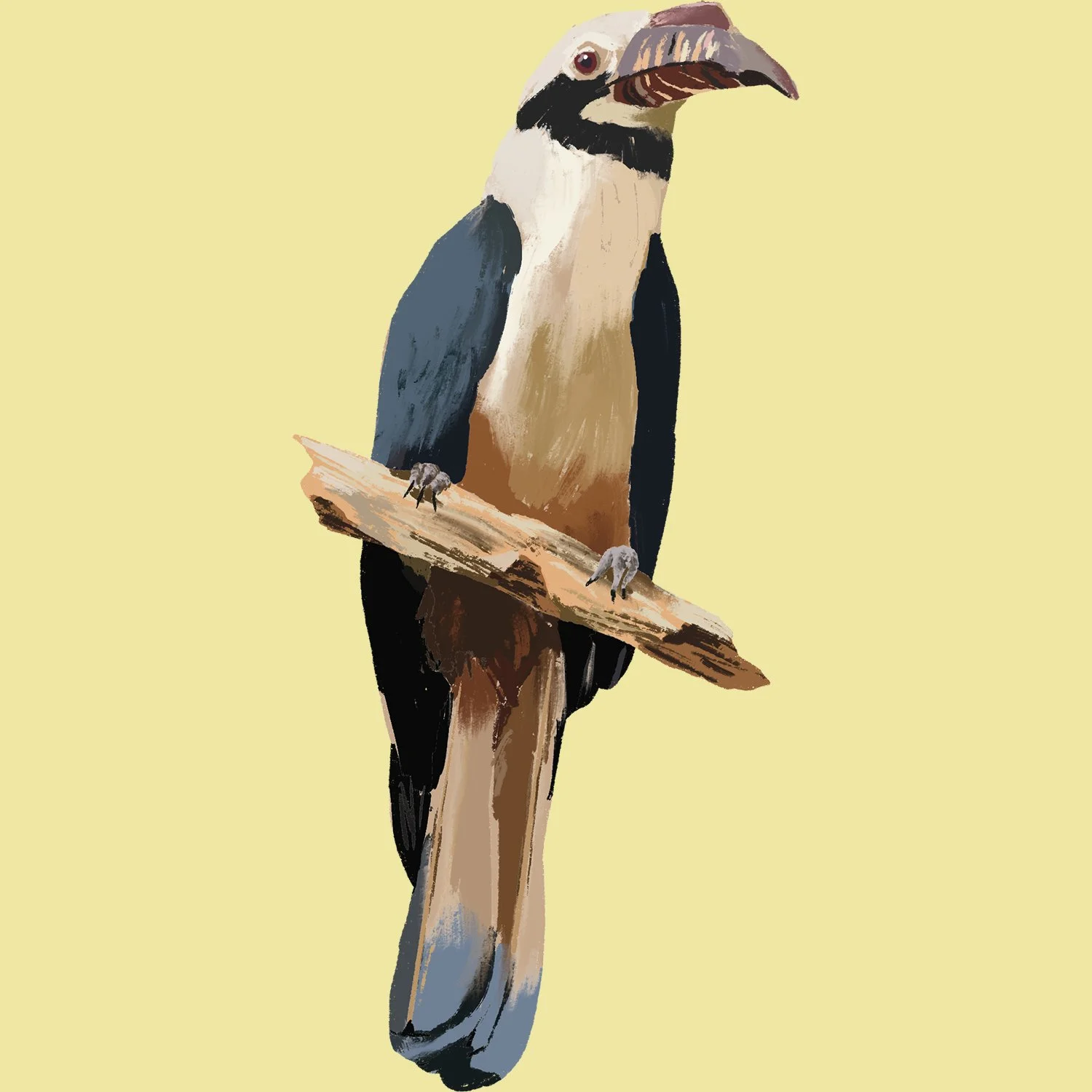 hornbill2.jpg