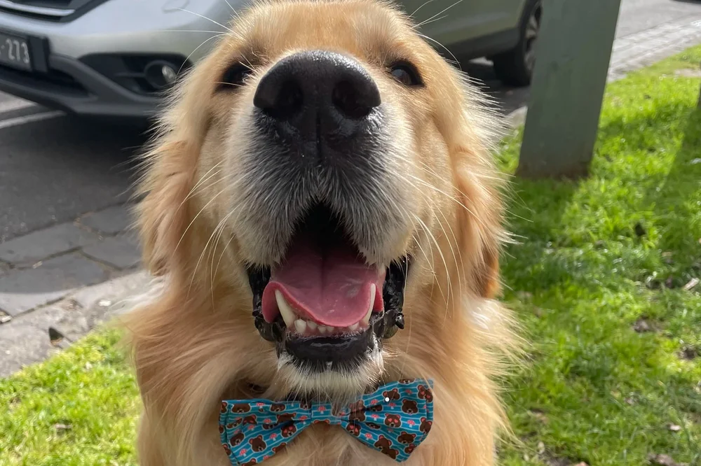 Alfie the golden retriever