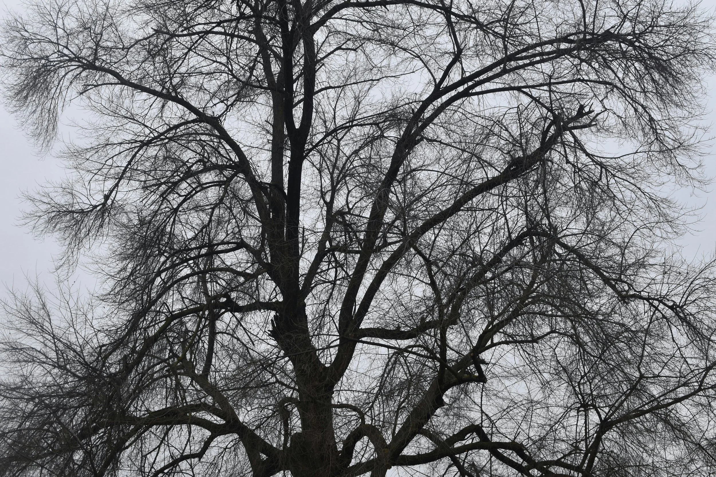 Black and white photo of bare tree branches