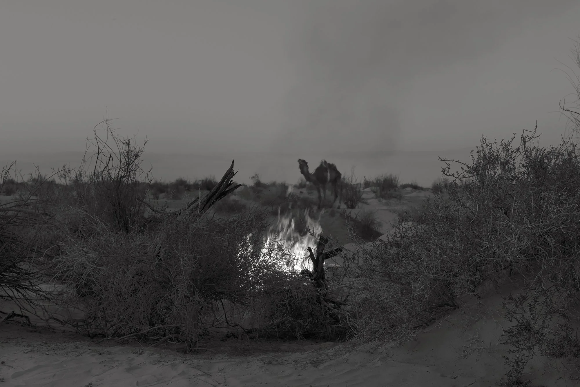 Ethereal black and white landscape of a desert campfire burning among dry brush with a silhouette of a camel in the foggy distance.