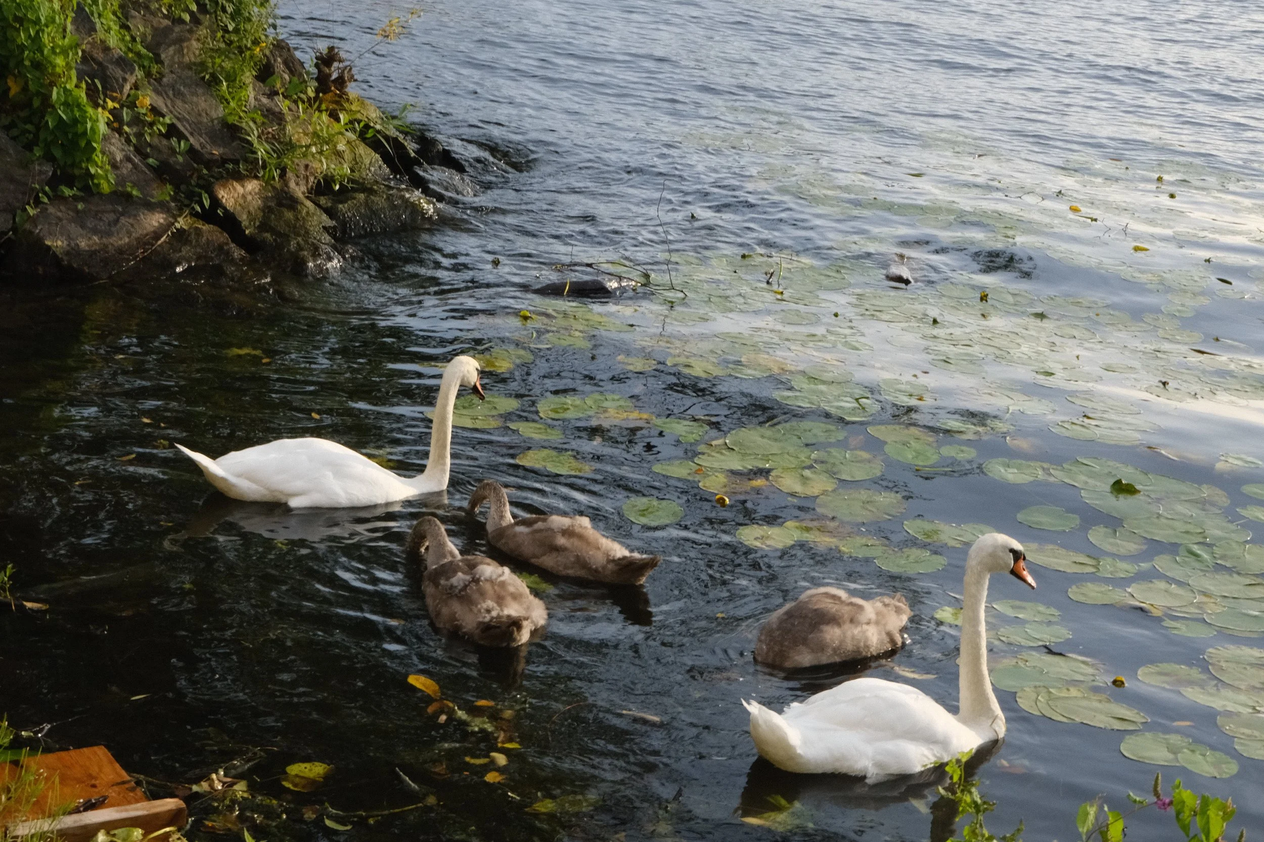 DSCF2780.JPG