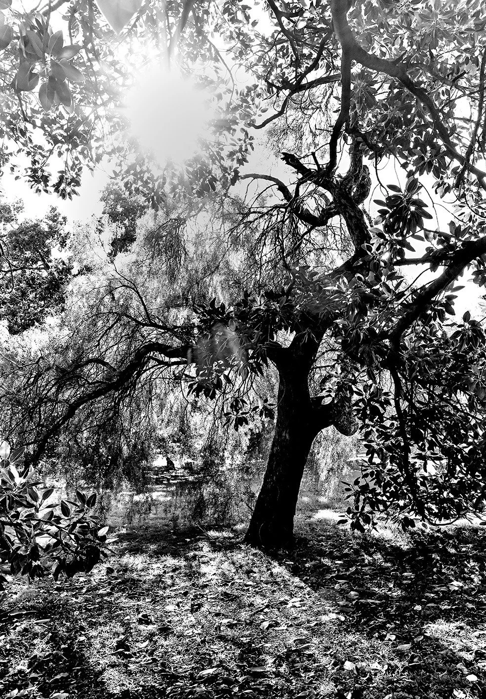 RD_Tree1X.jpg