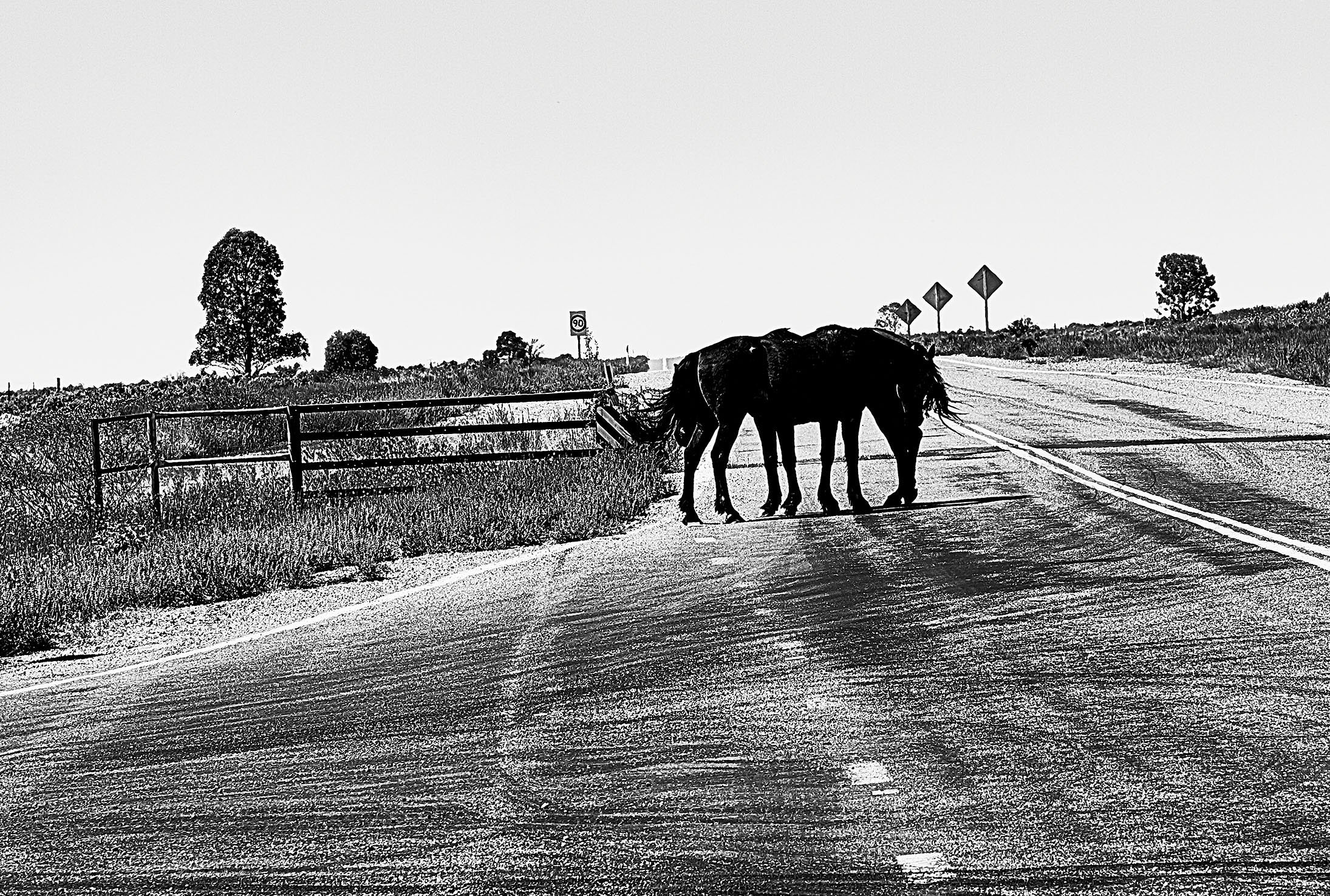 RD_Horse12.jpg