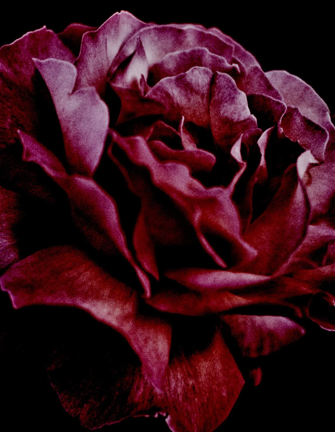 RD_Flower.jpg