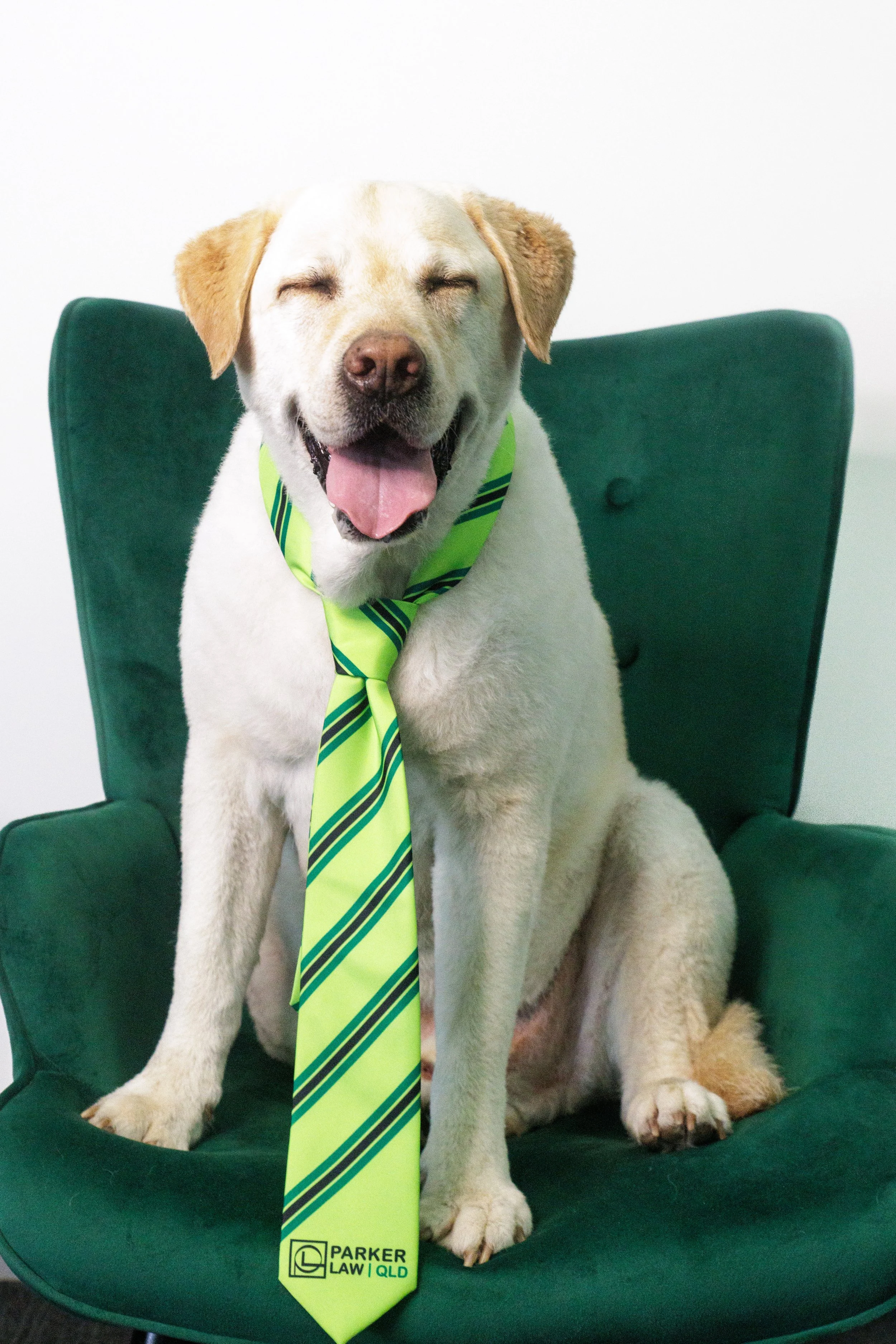 Can You Provide for Pets in Your Will?