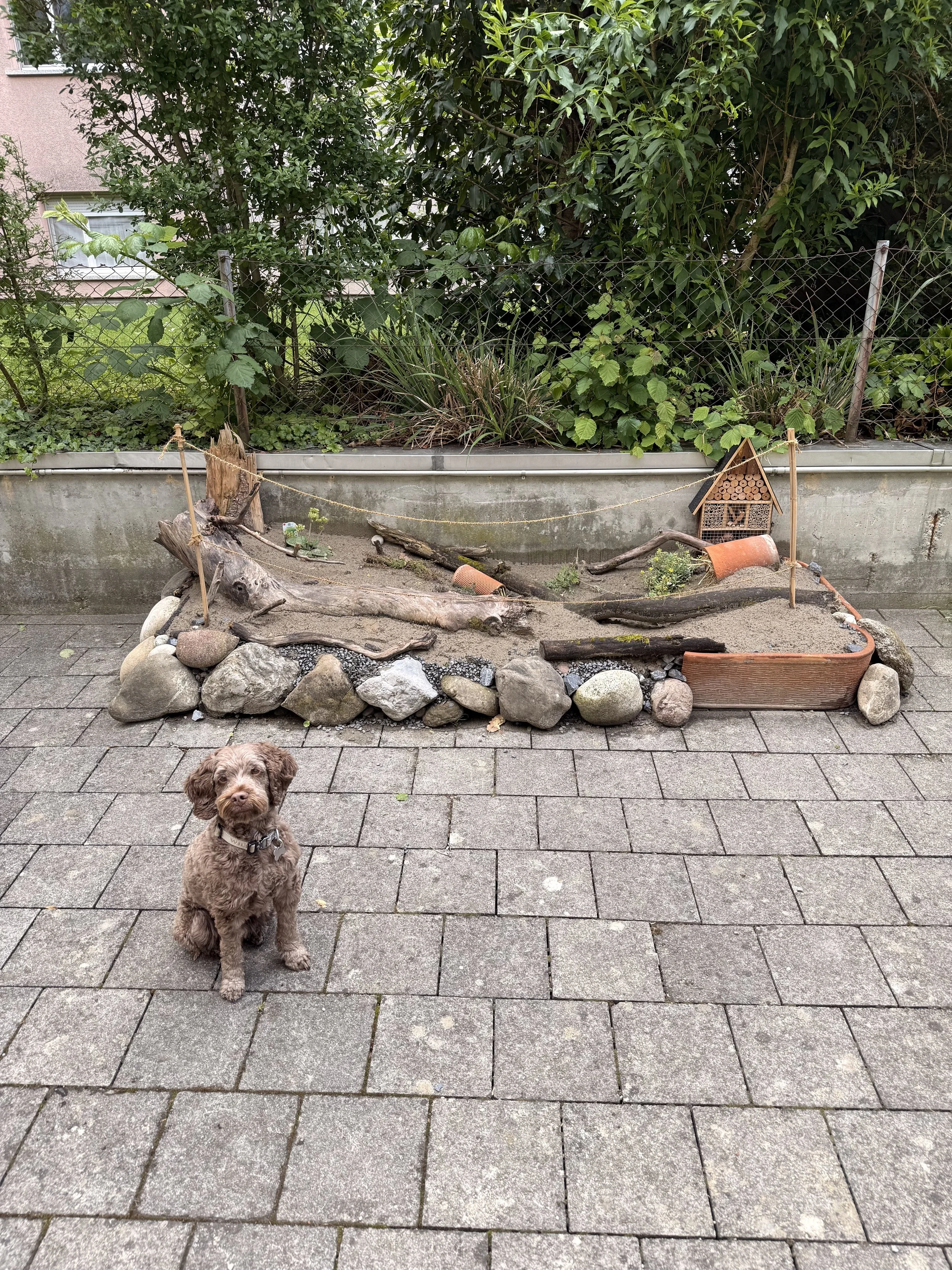 Wie eine kleine Fläche auf dem Uni-Campus zum Lebensraum für Wildbienen wurde