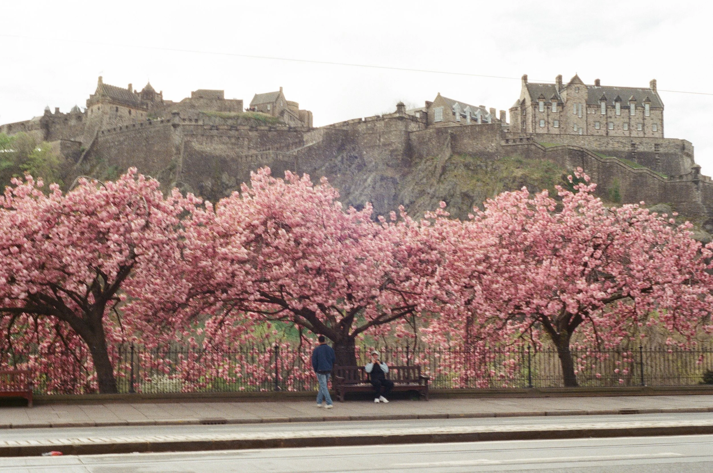 14 - Nikon F90x -  R14- Kodak Ultra Max 400 - Edinburgh + light and shadow + cherry trees - April’2600016.jpg