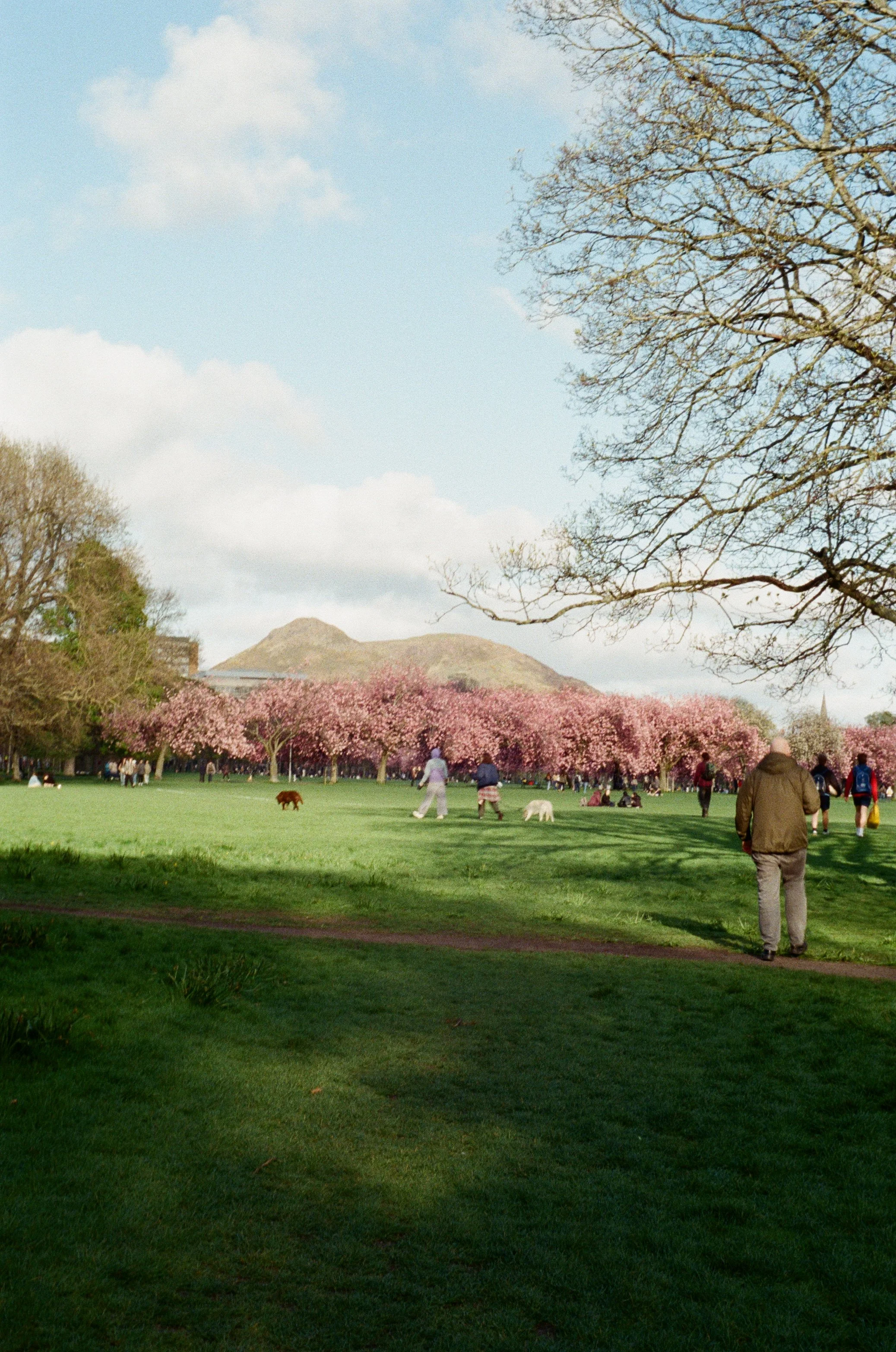 15 - Nikon F90x -  R15 - Kodak Ultra Max 400 - cherry blossoms in the meadows - April’2600024.jpg