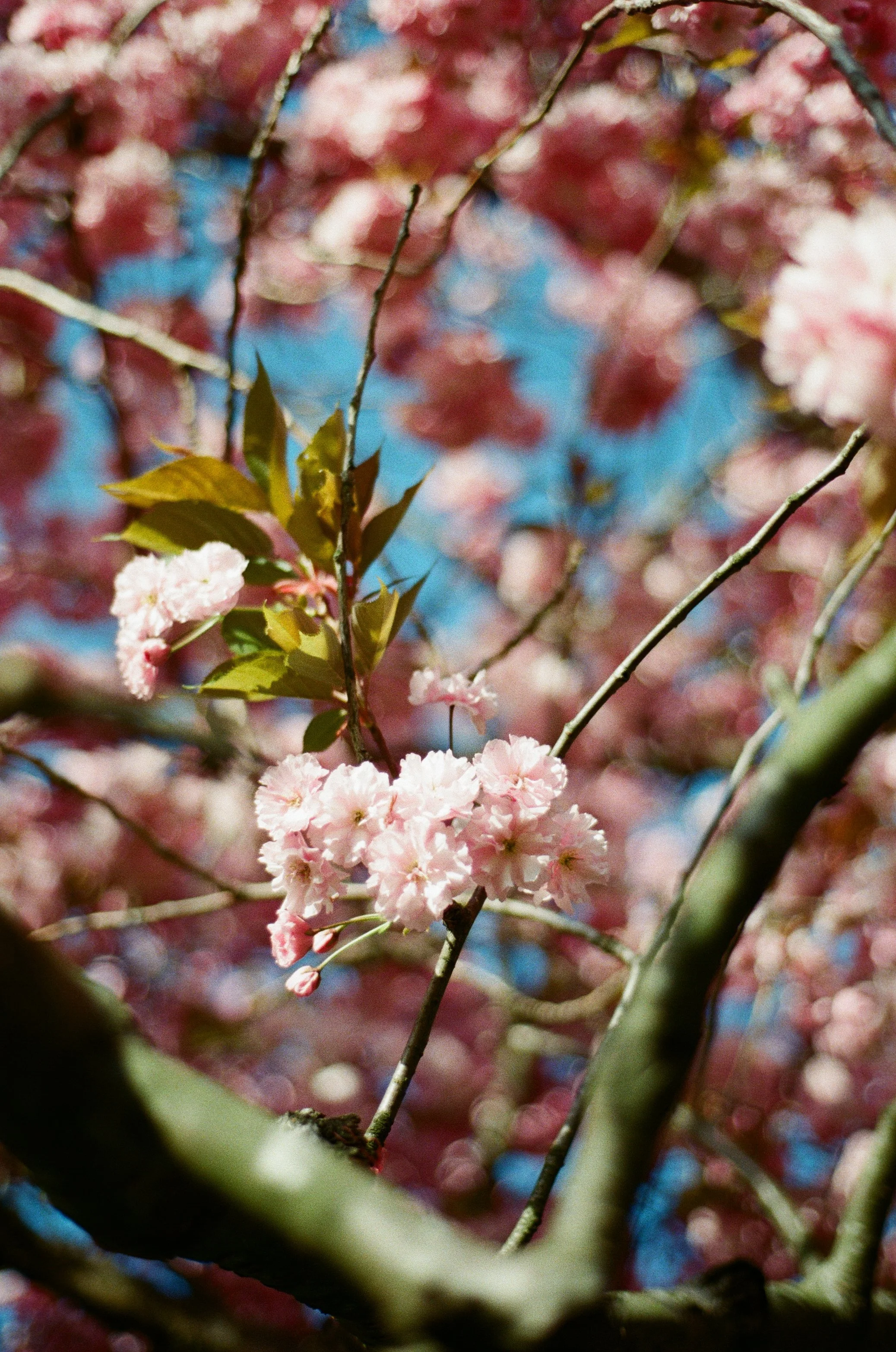 15 - Nikon F90x -  R15 - Kodak Ultra Max 400 - cherry blossoms in the meadows - April’2600029.jpg