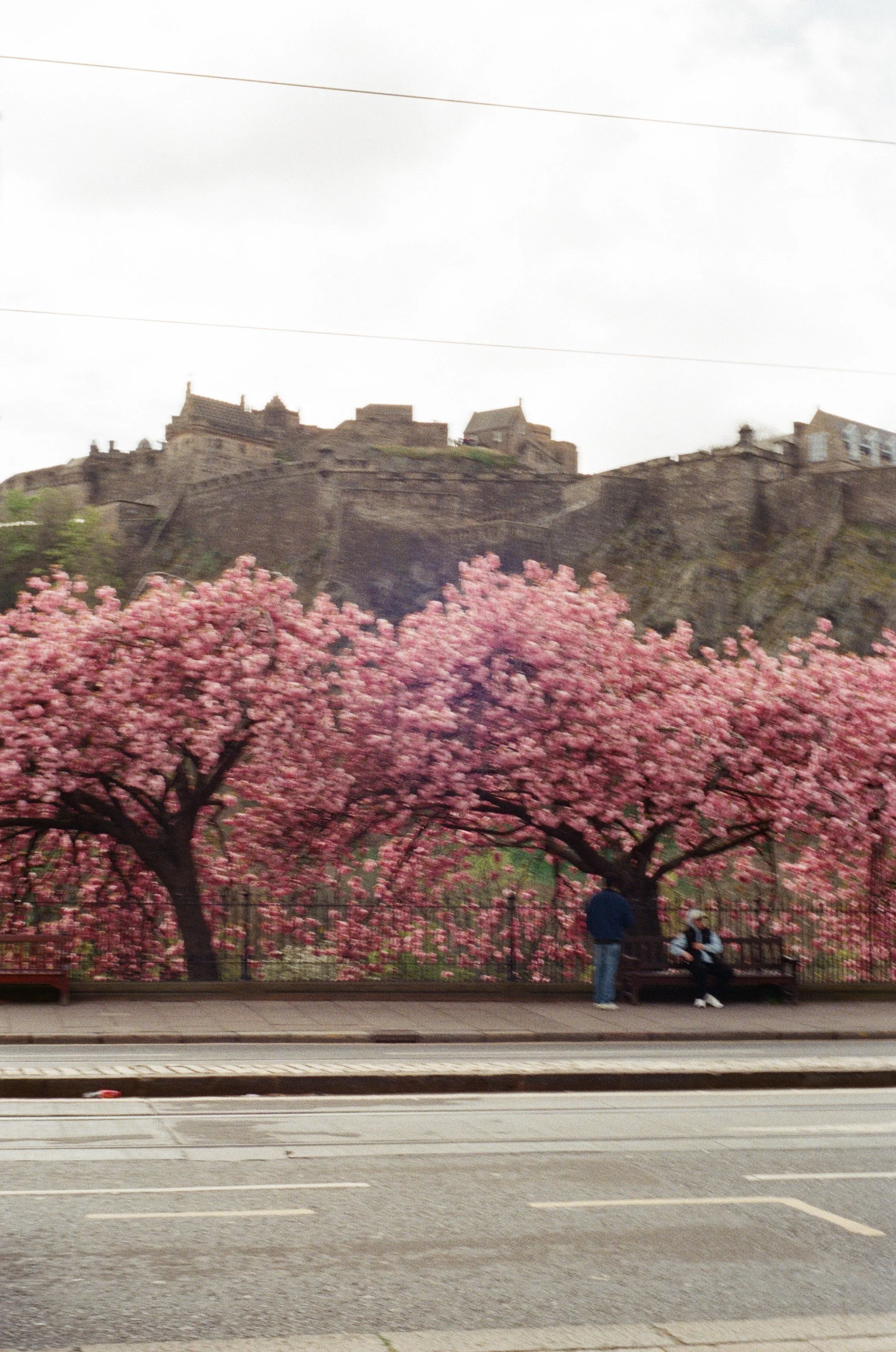 14 - Nikon F90x -  R14- Kodak Ultra Max 400 - Edinburgh + light and shadow + cherry trees - April’2600029.jpg