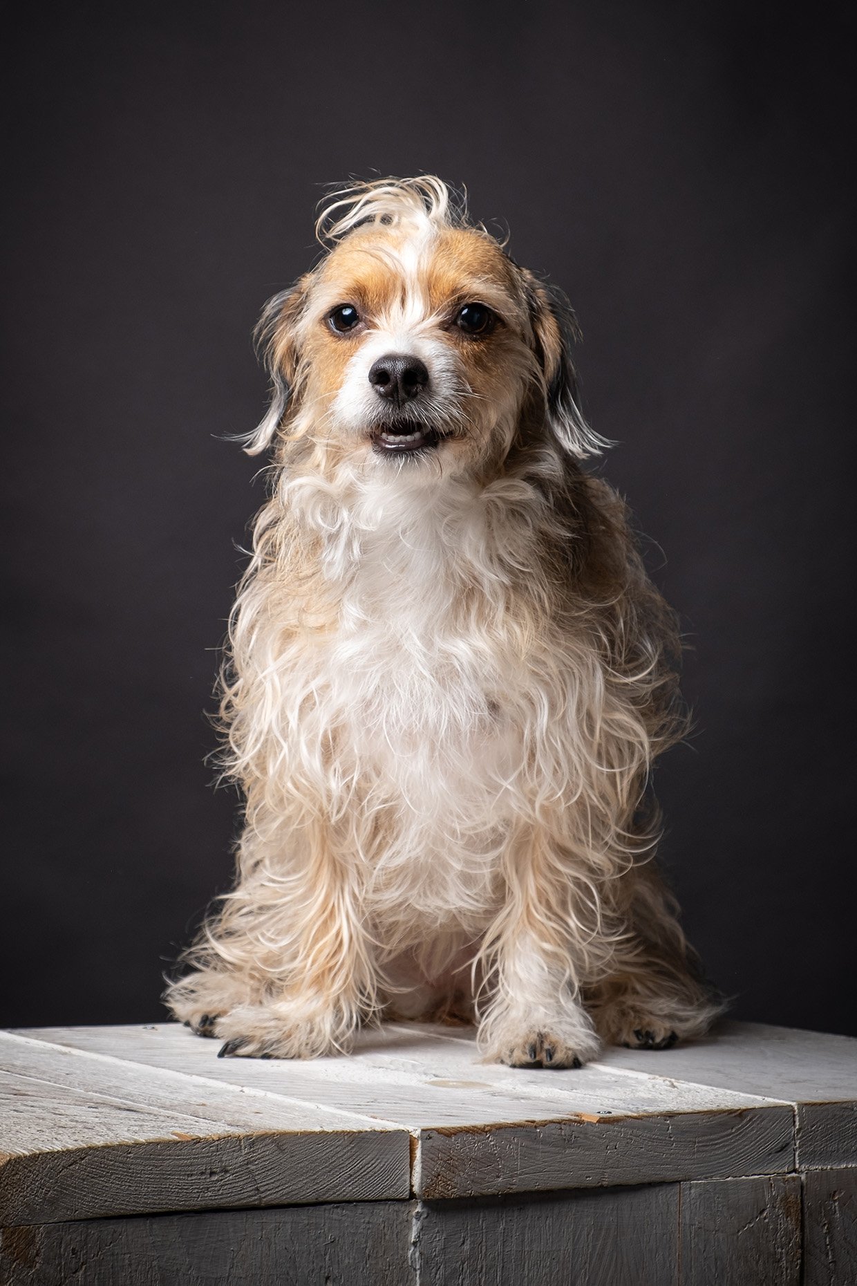 Studio Portret Hond