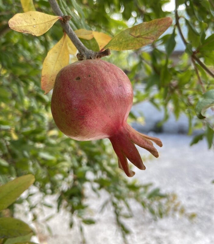 pomegranate-tree.jpg