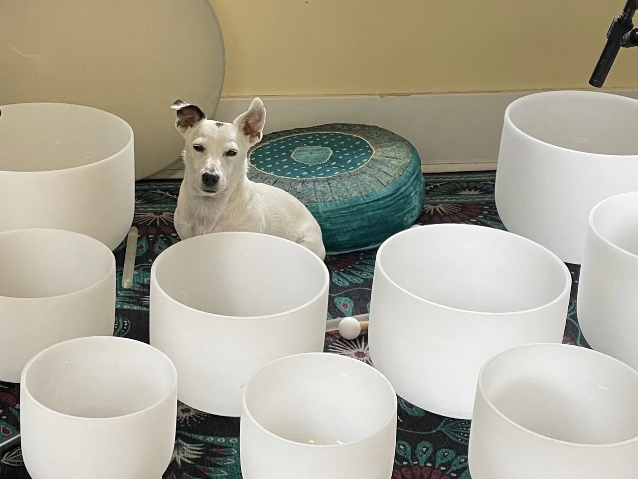 Simba+and+the+Singing+Bowls.webp