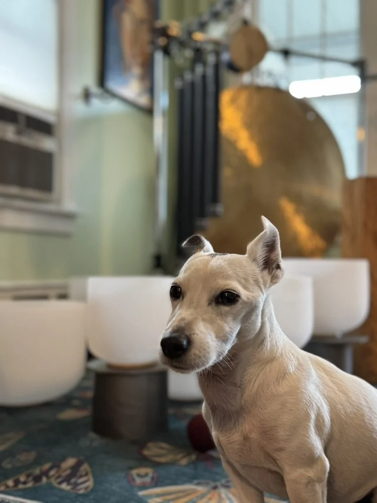 A small white Jack Russell terrier sits near the healing instruments.
