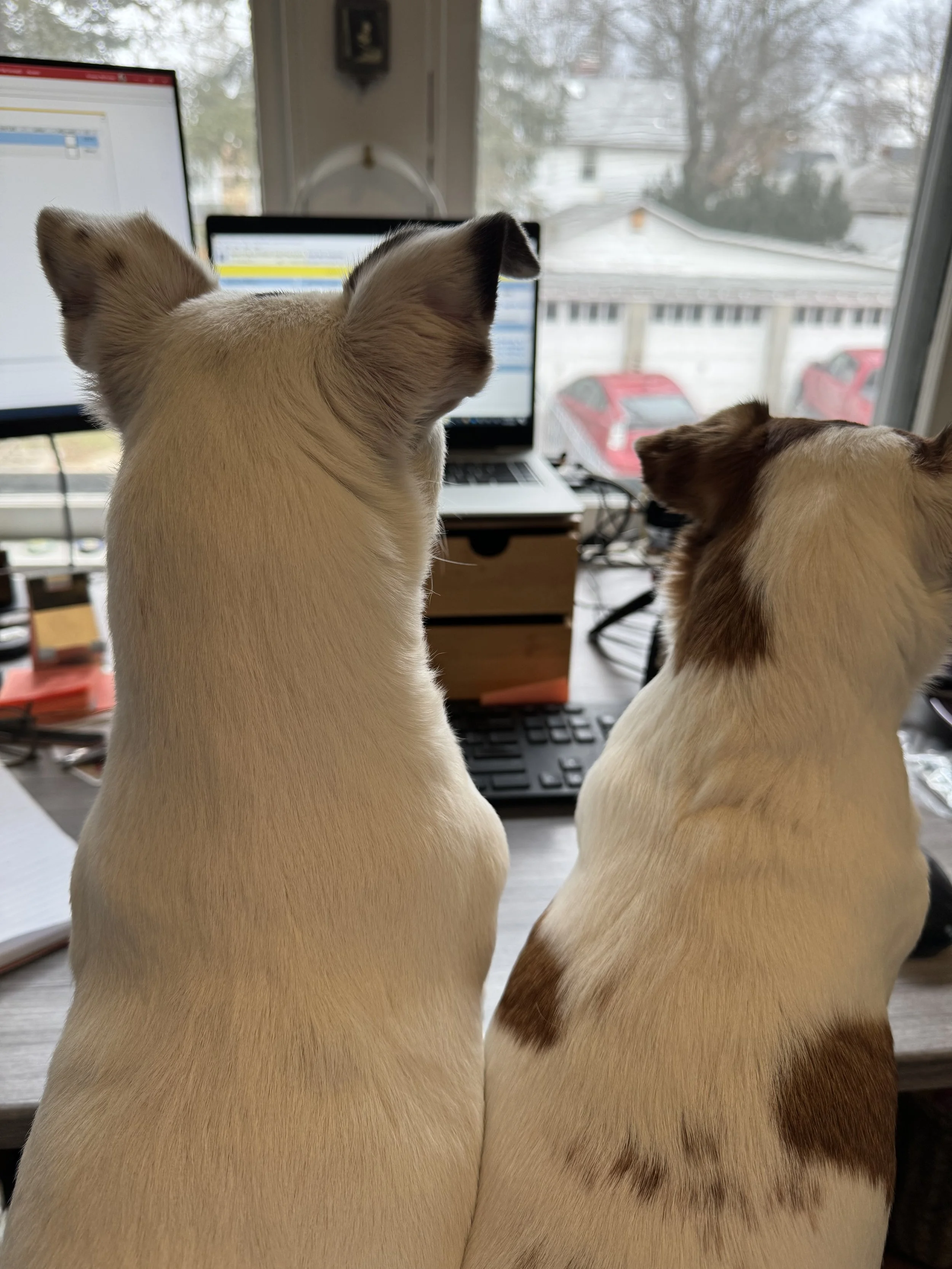 Looking from the back at two small Jack Russell terriers sitting at a desk.