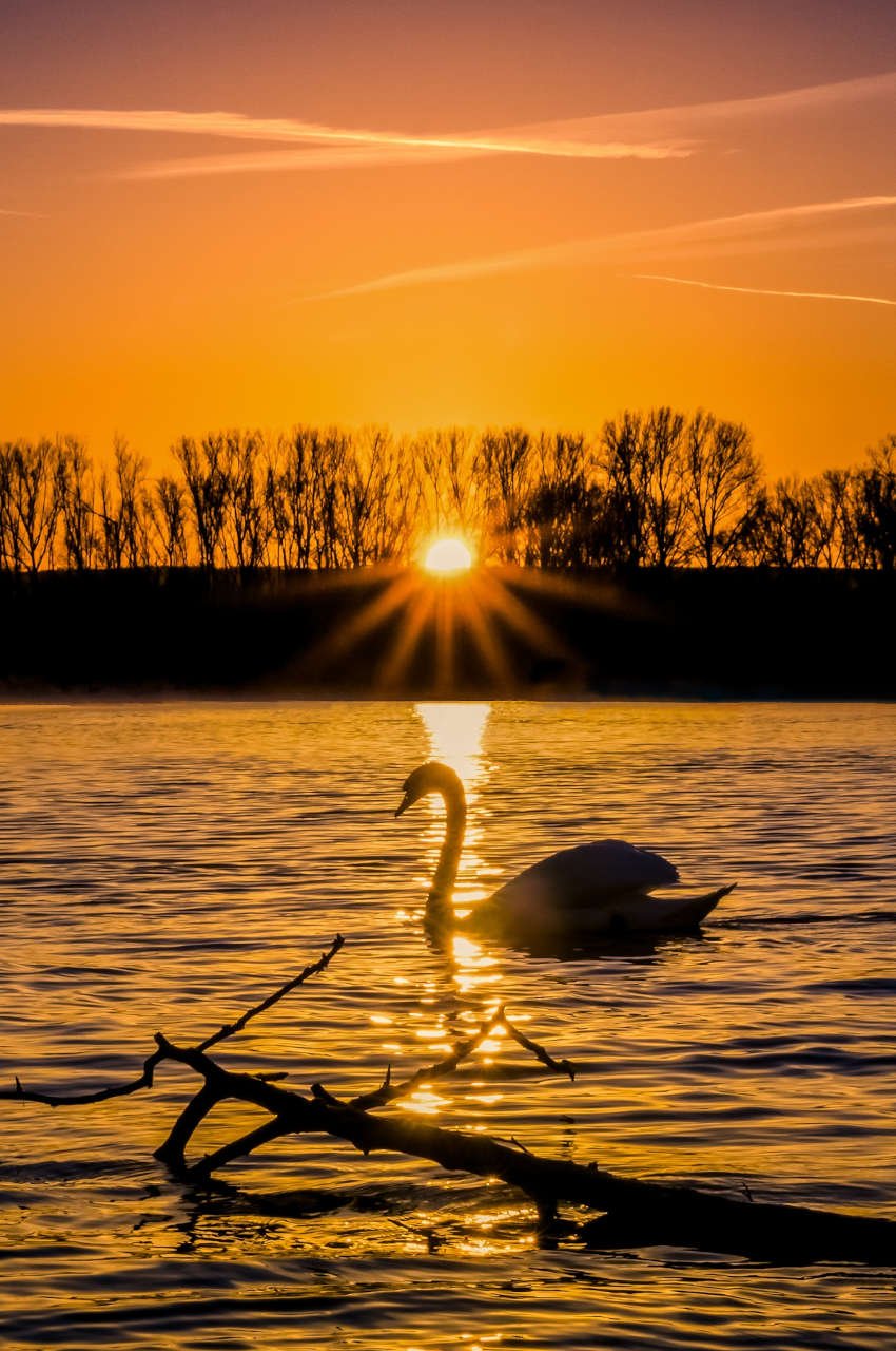 Schwan auf dem Rhein im Sonnenuntergang