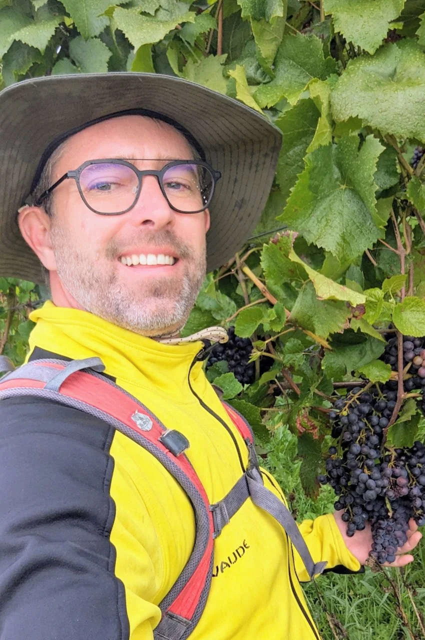 Wanderer im Weinberg begutachtet Trauben