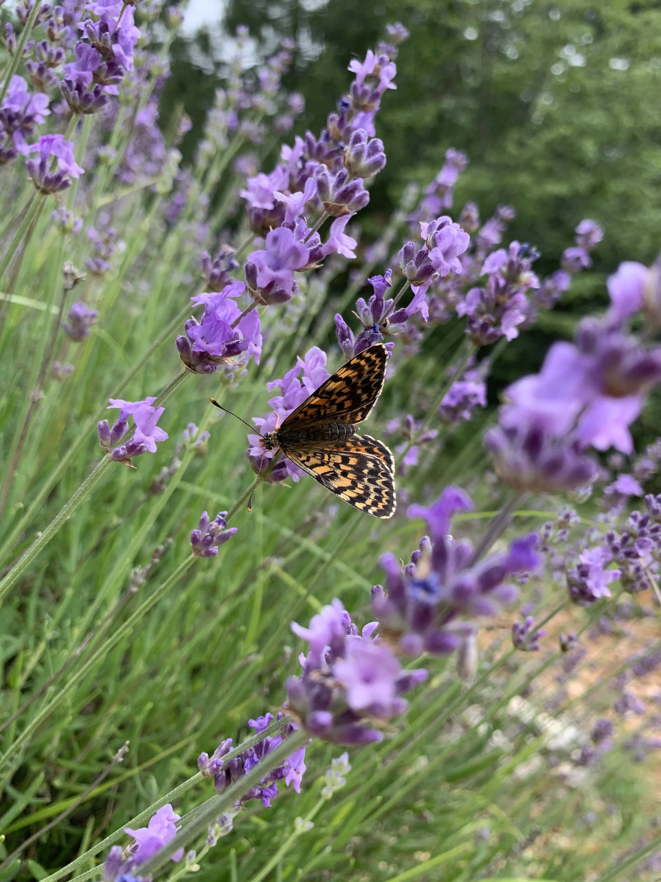 2022-2023 / maîtrise d'ouvrage privé - Tanneron - Var 83 / jardin de 650 m² 
