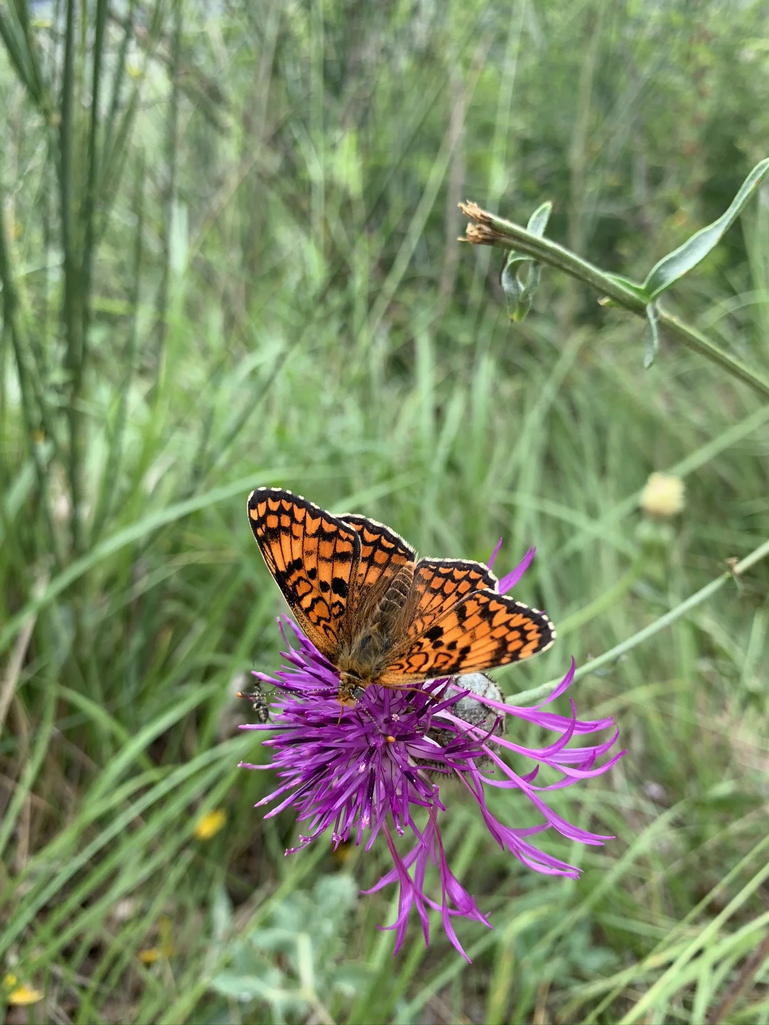 Grand collier argenté lors d'un inventaire entomologique.