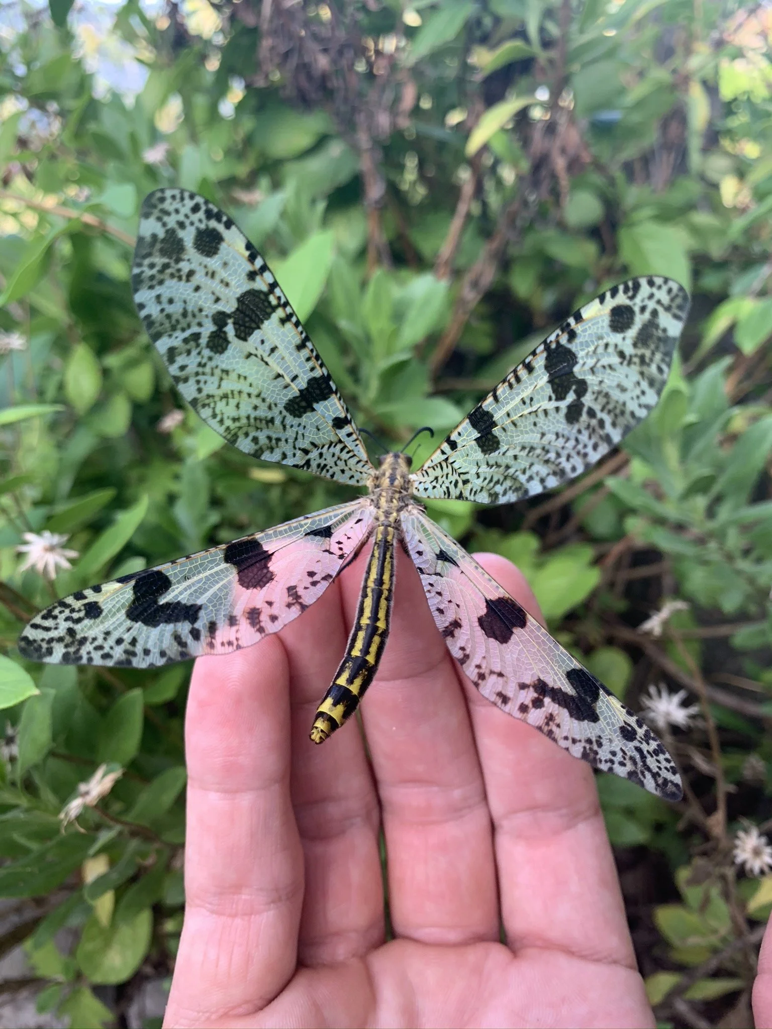 Apparition d'un grand fourmilion lors d'un inventaire entomologique