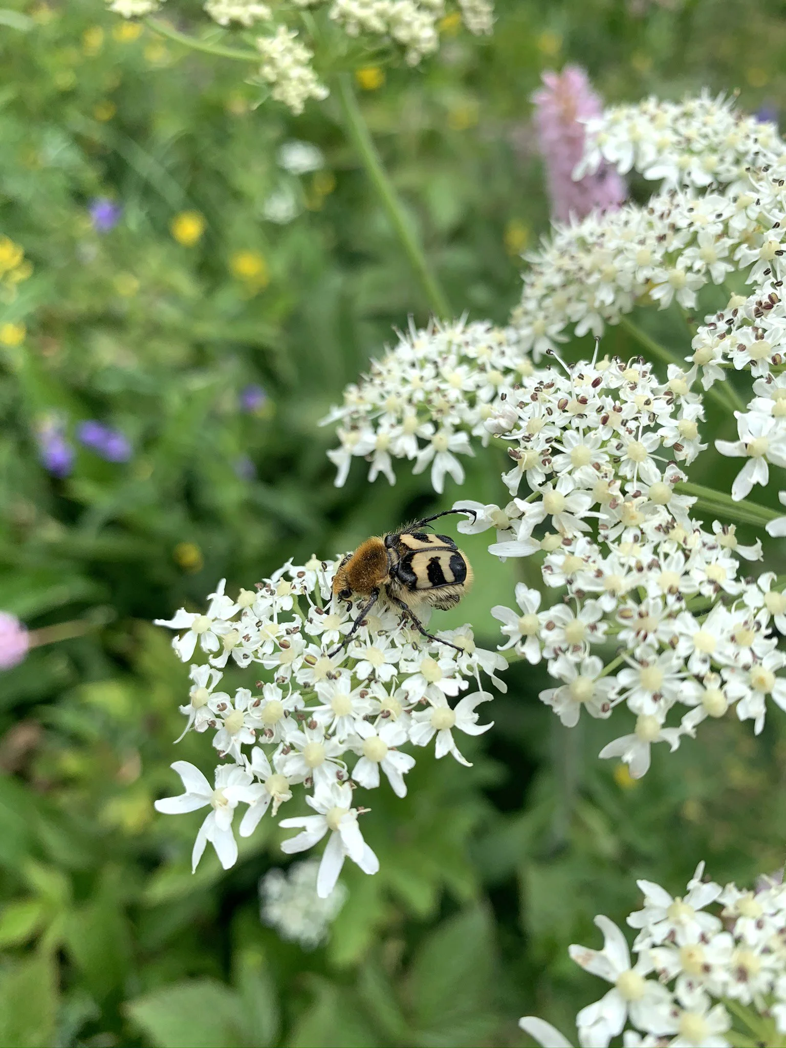 Retour des trichies fasciées après mise en place d'une prairie mésophile