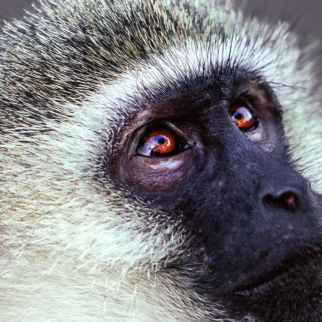 Vervet Portrait 3.jpg