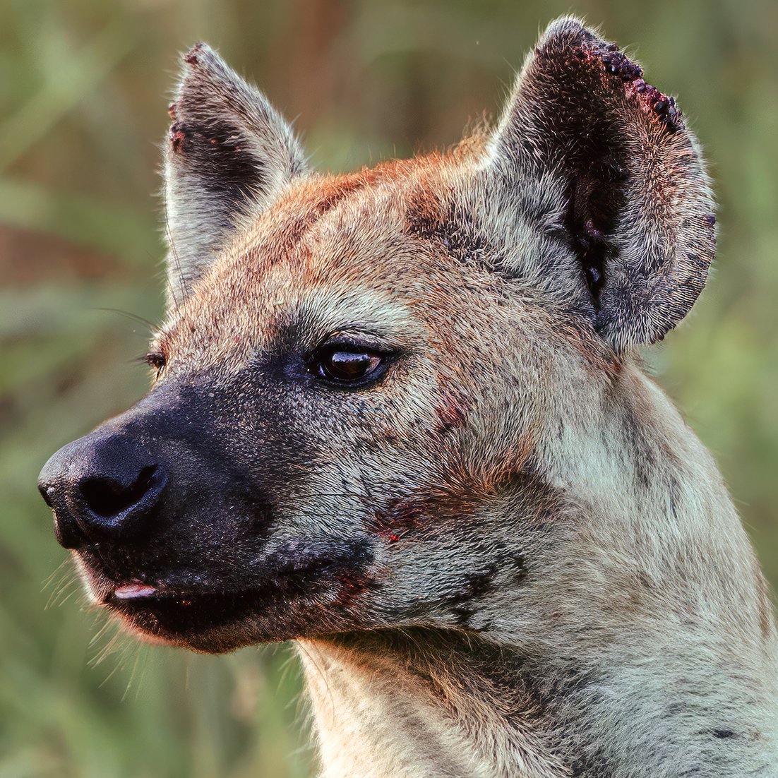 Hyena Portrait 3.jpg