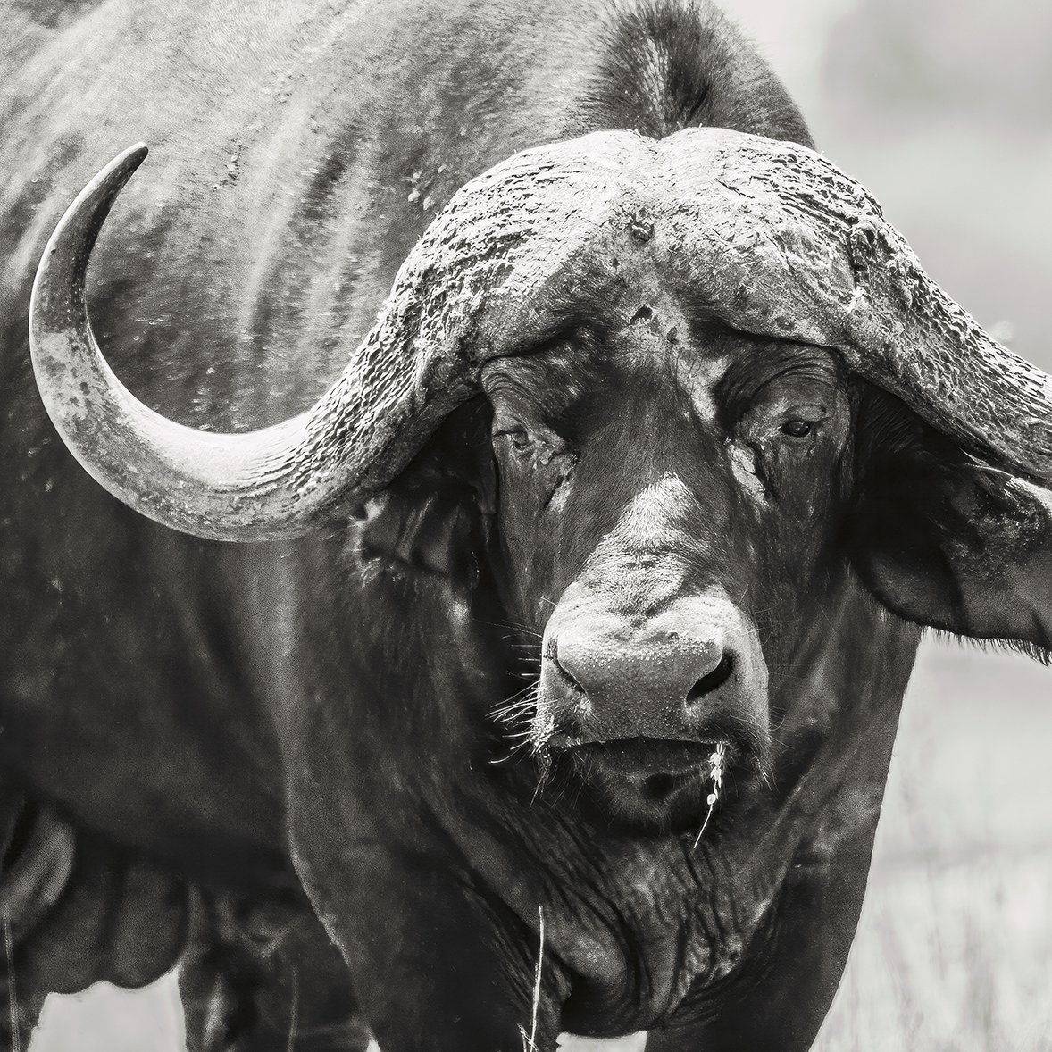 Buffalo Trio 3.jpg