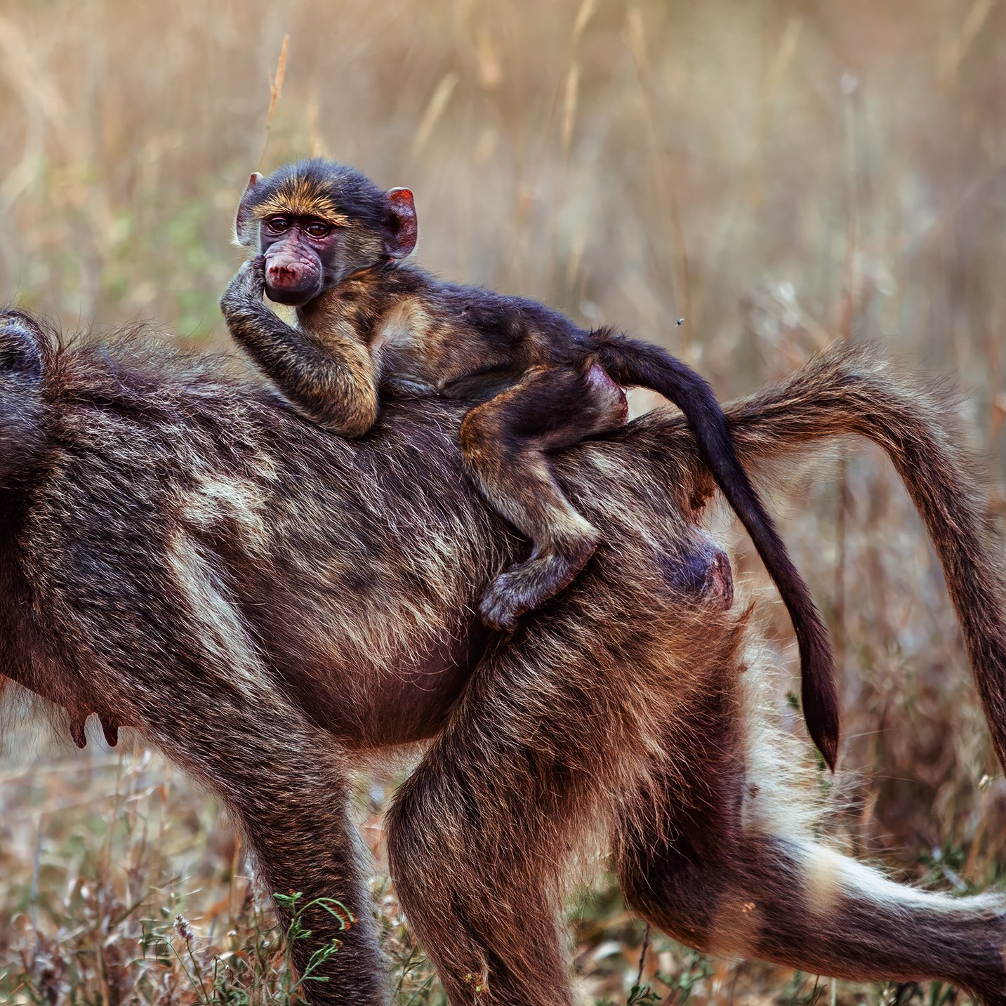 Mother and Child 3.jpg