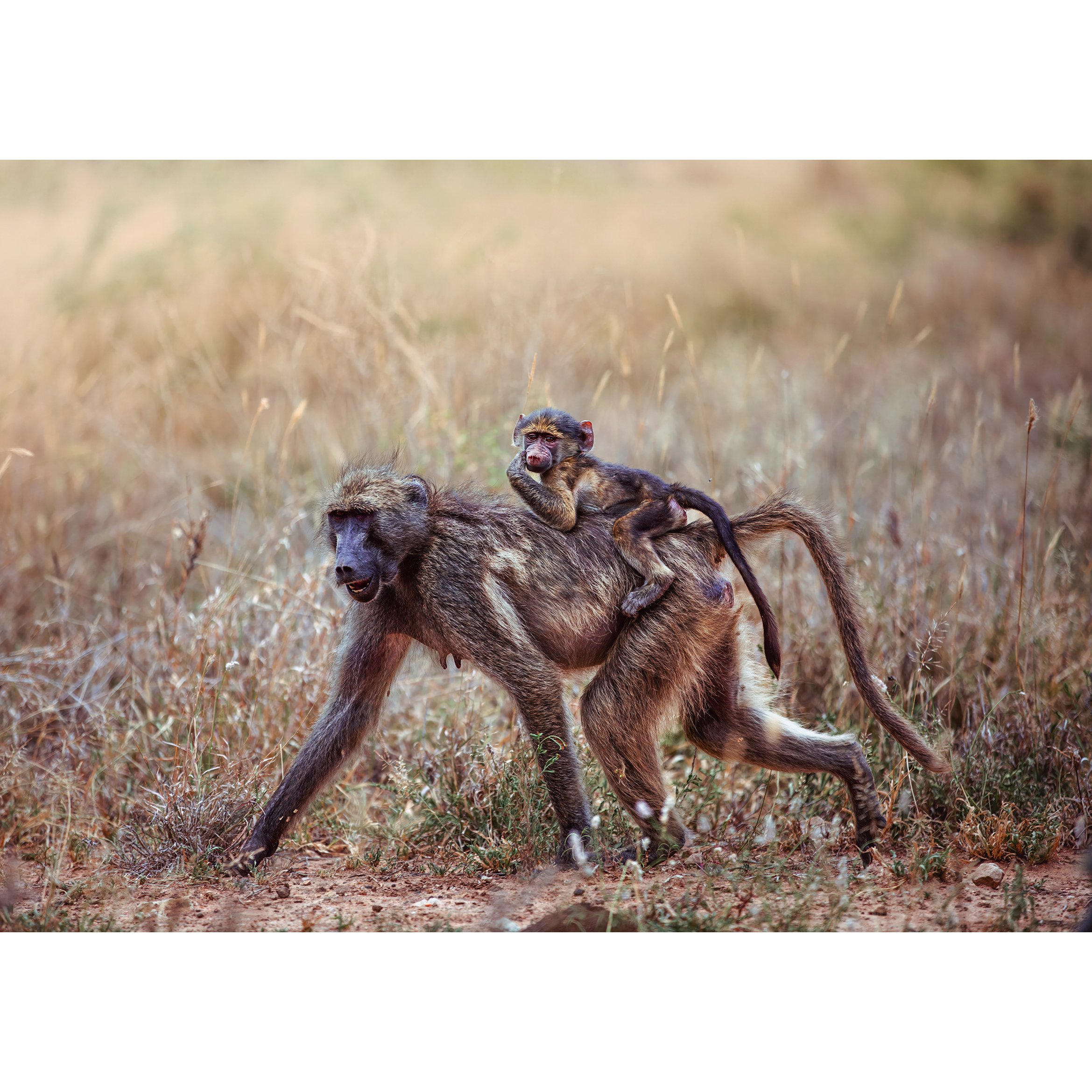 Mother and Childsq.jpg