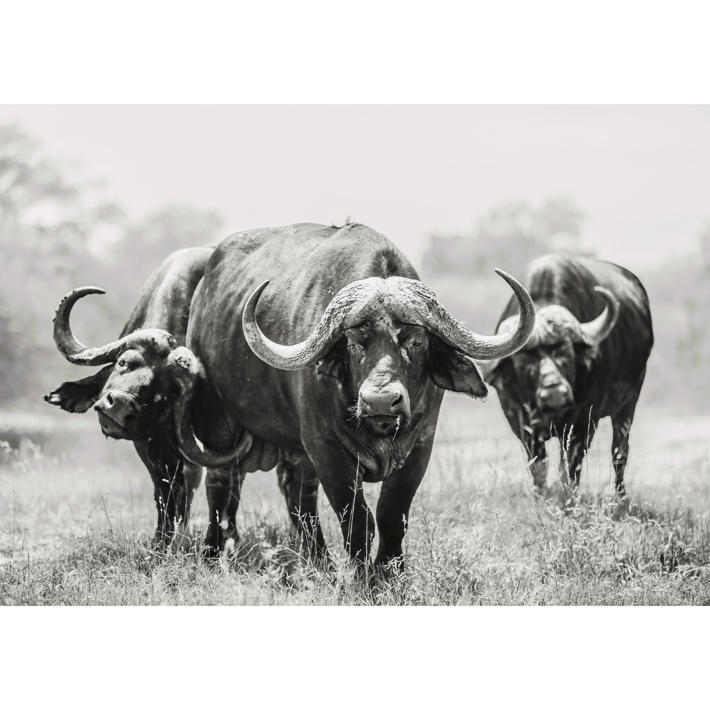 Buffalo Trio