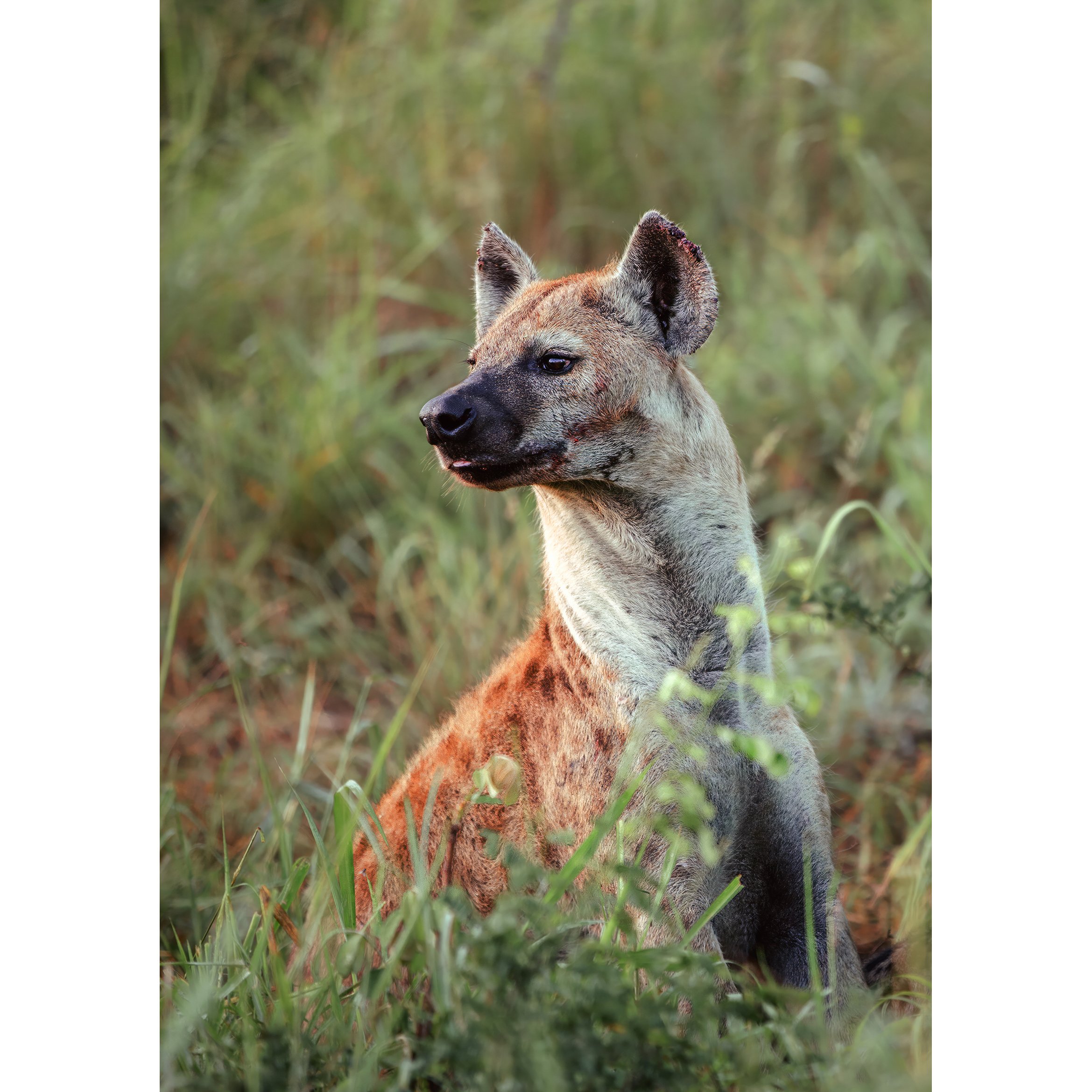 Hyena Portrait