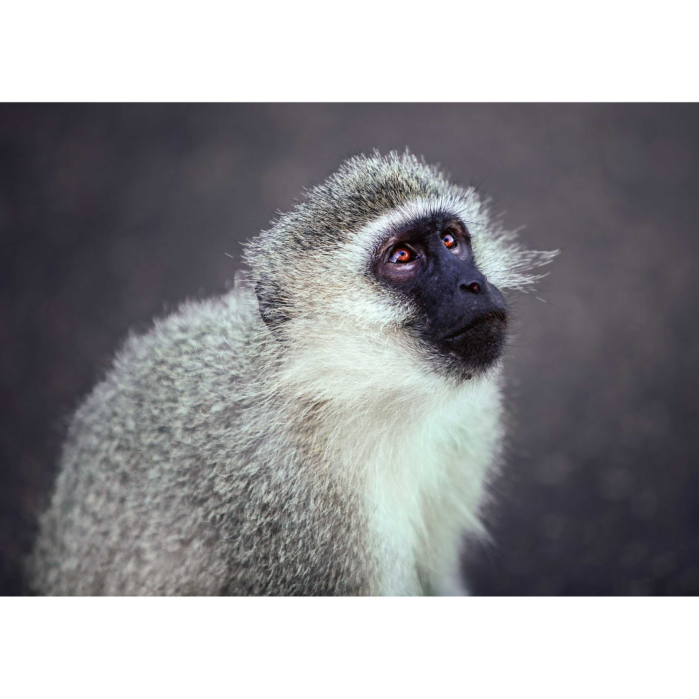 Vervet Portrait