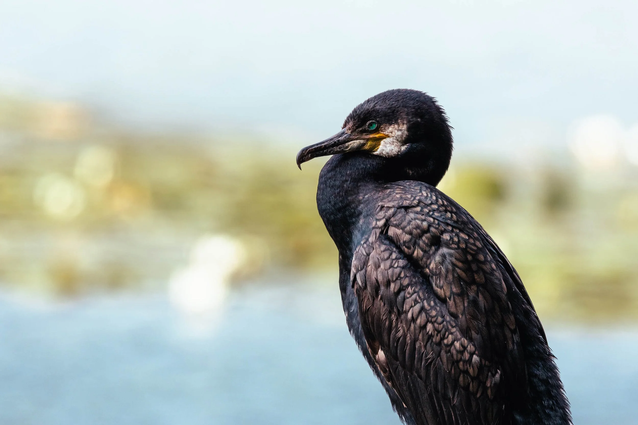 A close-up of a black cormorant with a hooked beak and green eye, standing against a blurred background of water and foliage.