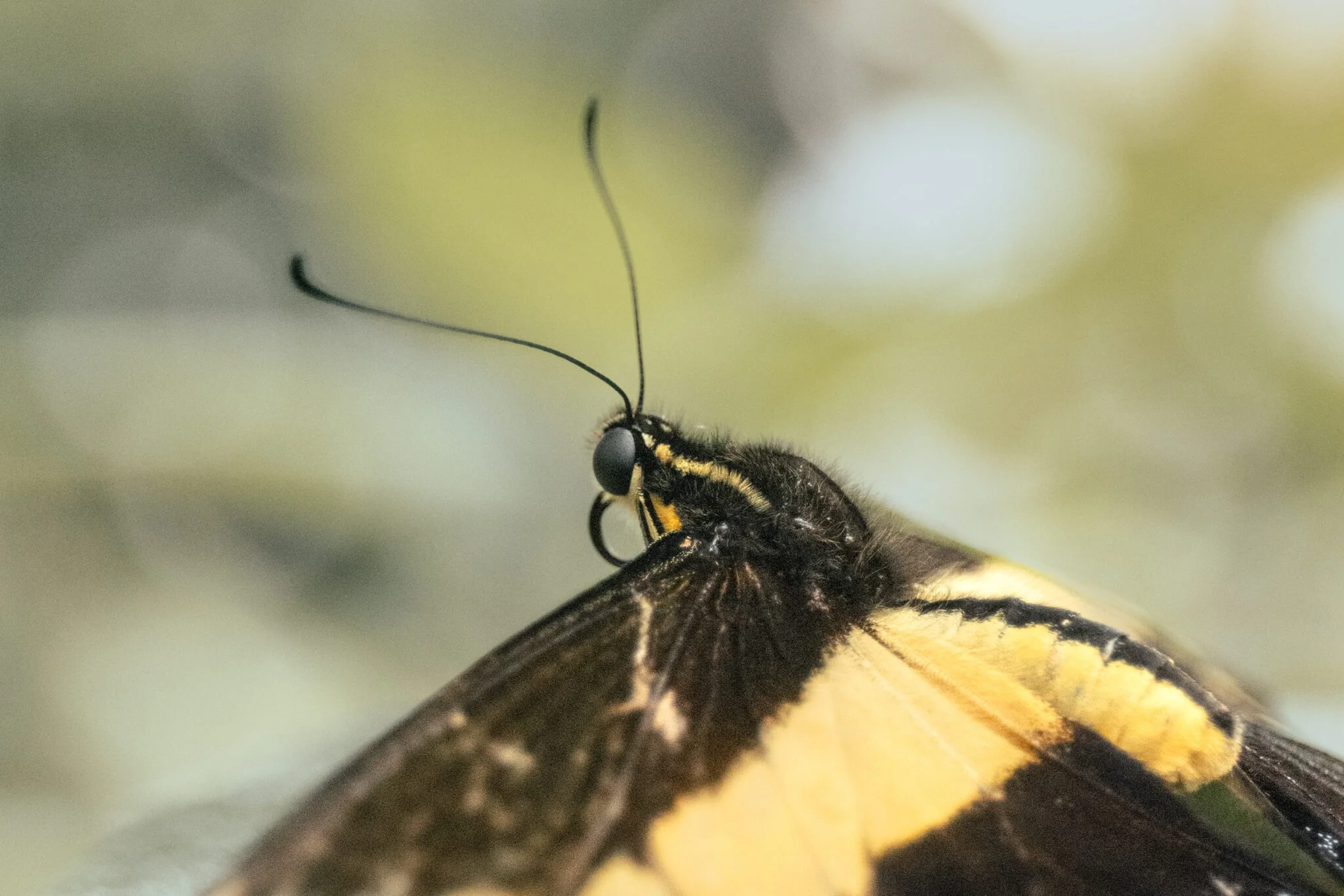 butterfly-close-up-macro-wildlife-photography.jpg