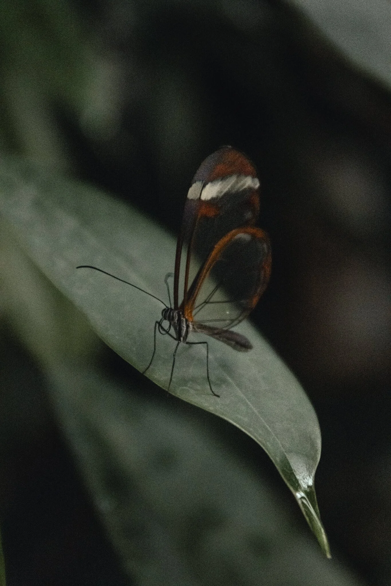 butterfly-dark-moody-leaf-macro-wildlife-photography.jpg