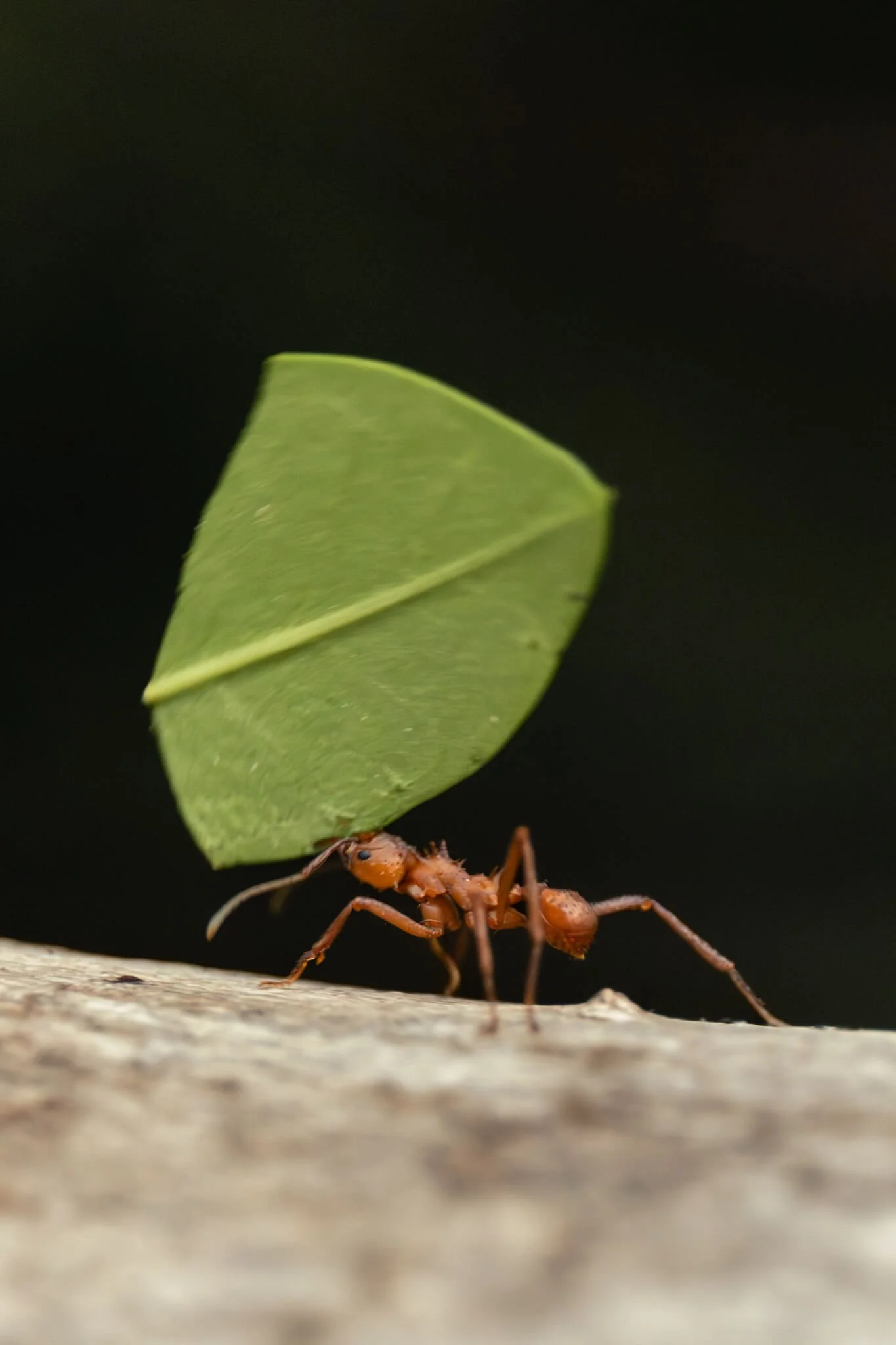 leaf-cutter-ant-carrying-leaf-dark-macro-wildlife-photography.jpg