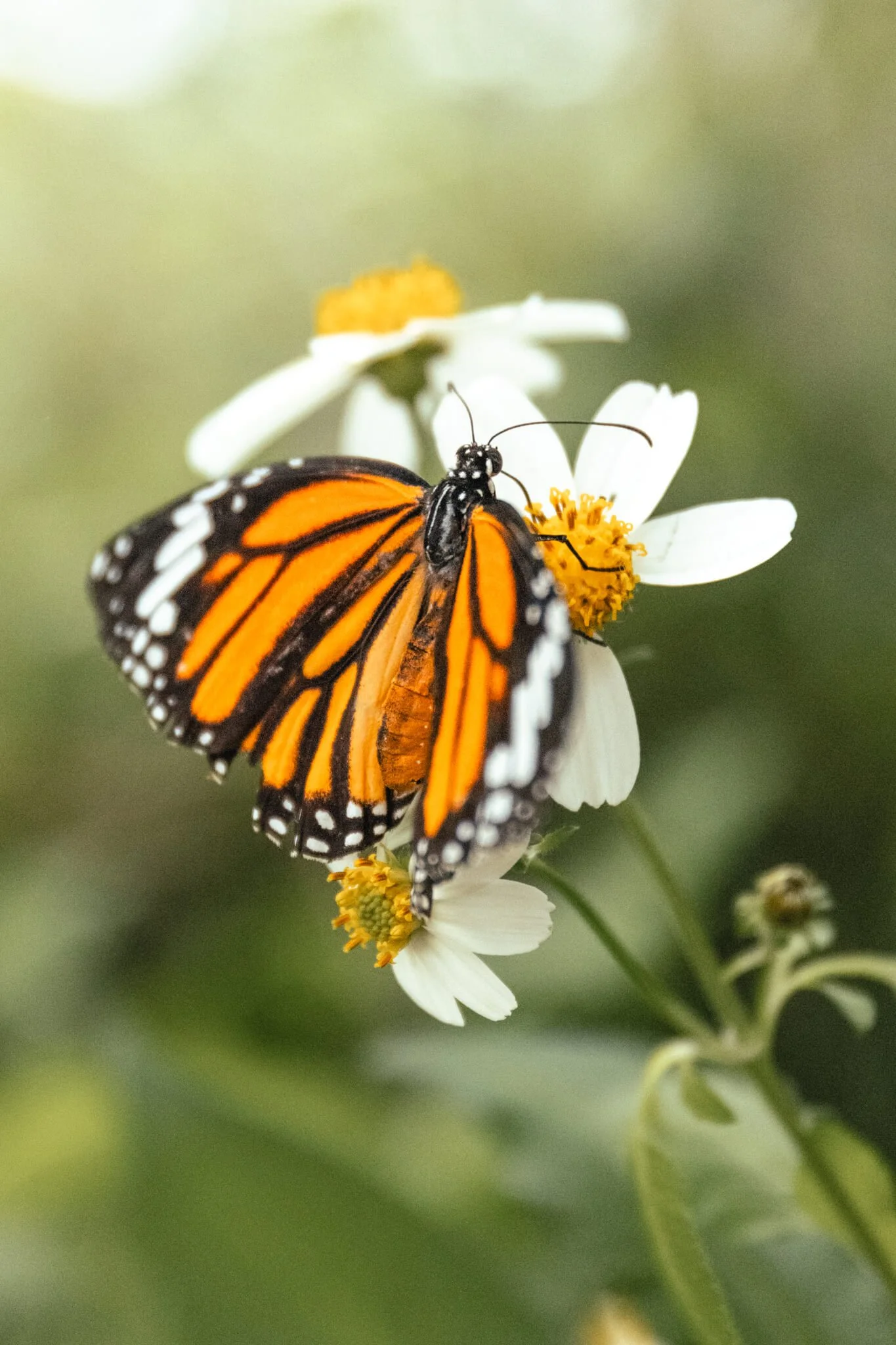 monarch-butterfly-daisy-flower-macro-wildlife-photography-2.jpg